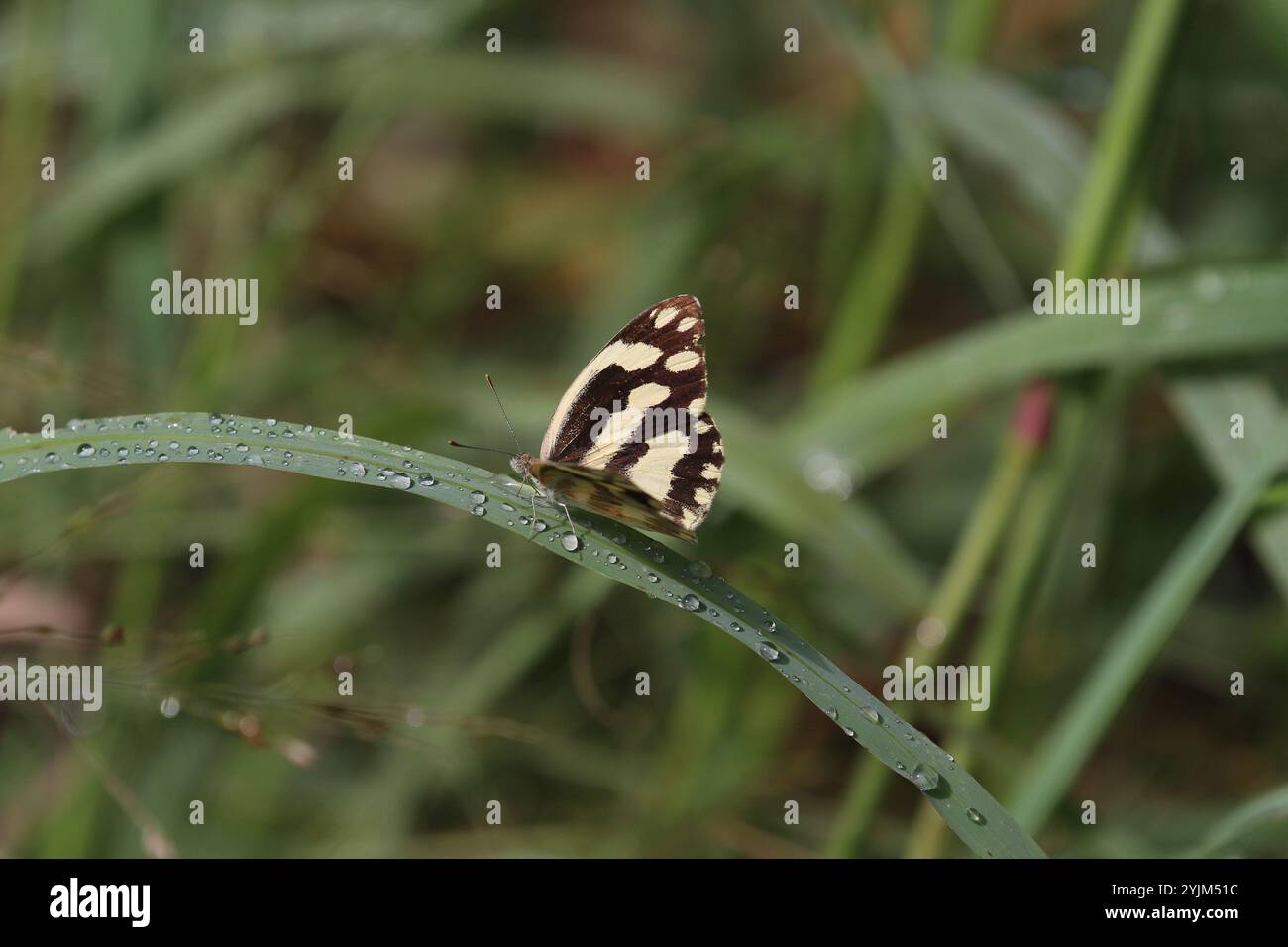 Zebra White Butterfly - Pinacopteryx eriphia à Victoria Falls, Zimbabwe Banque D'Images