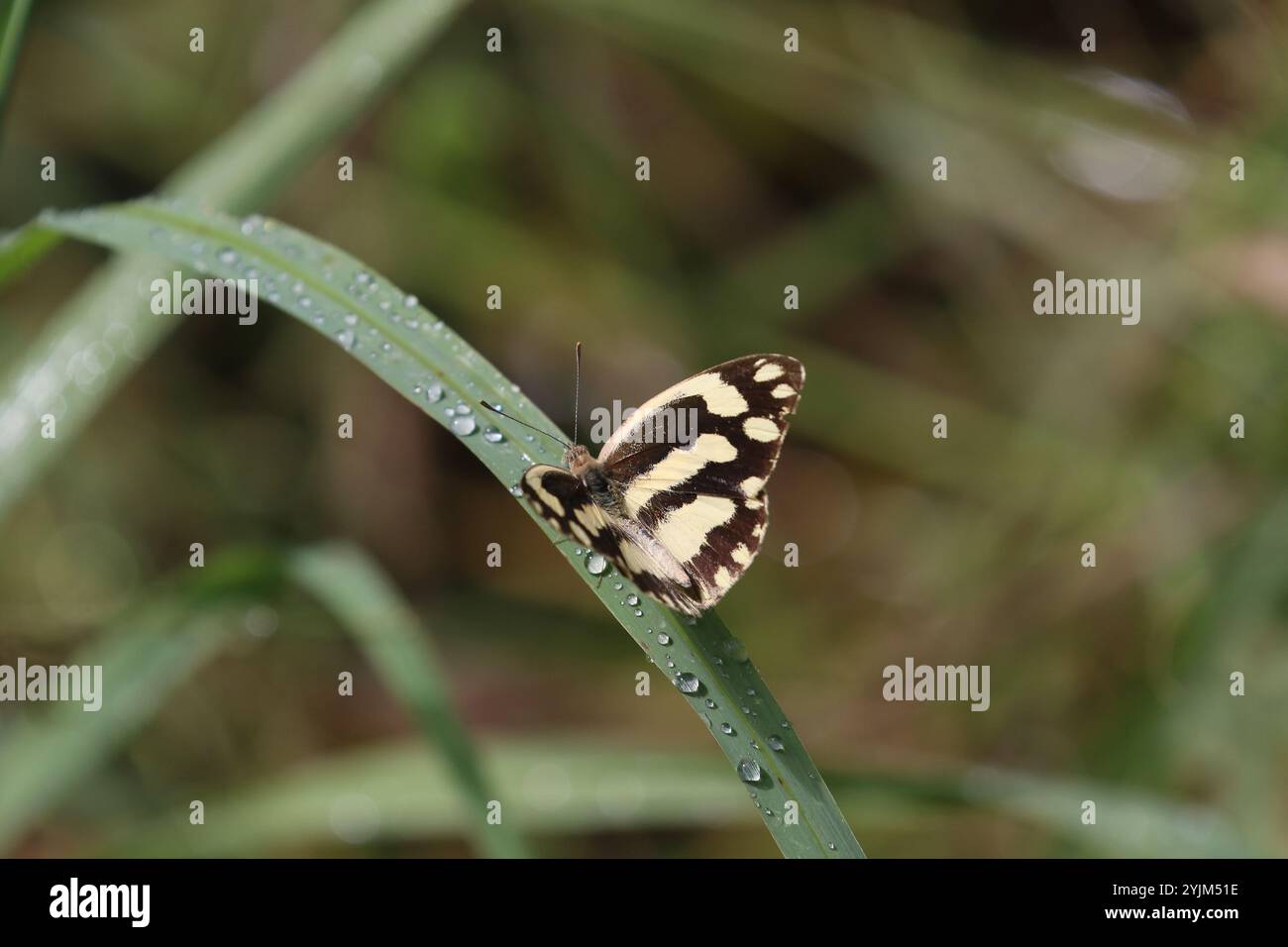 Zebra White Butterfly - Pinacopteryx eriphia à Victoria Falls, Zimbabwe Banque D'Images