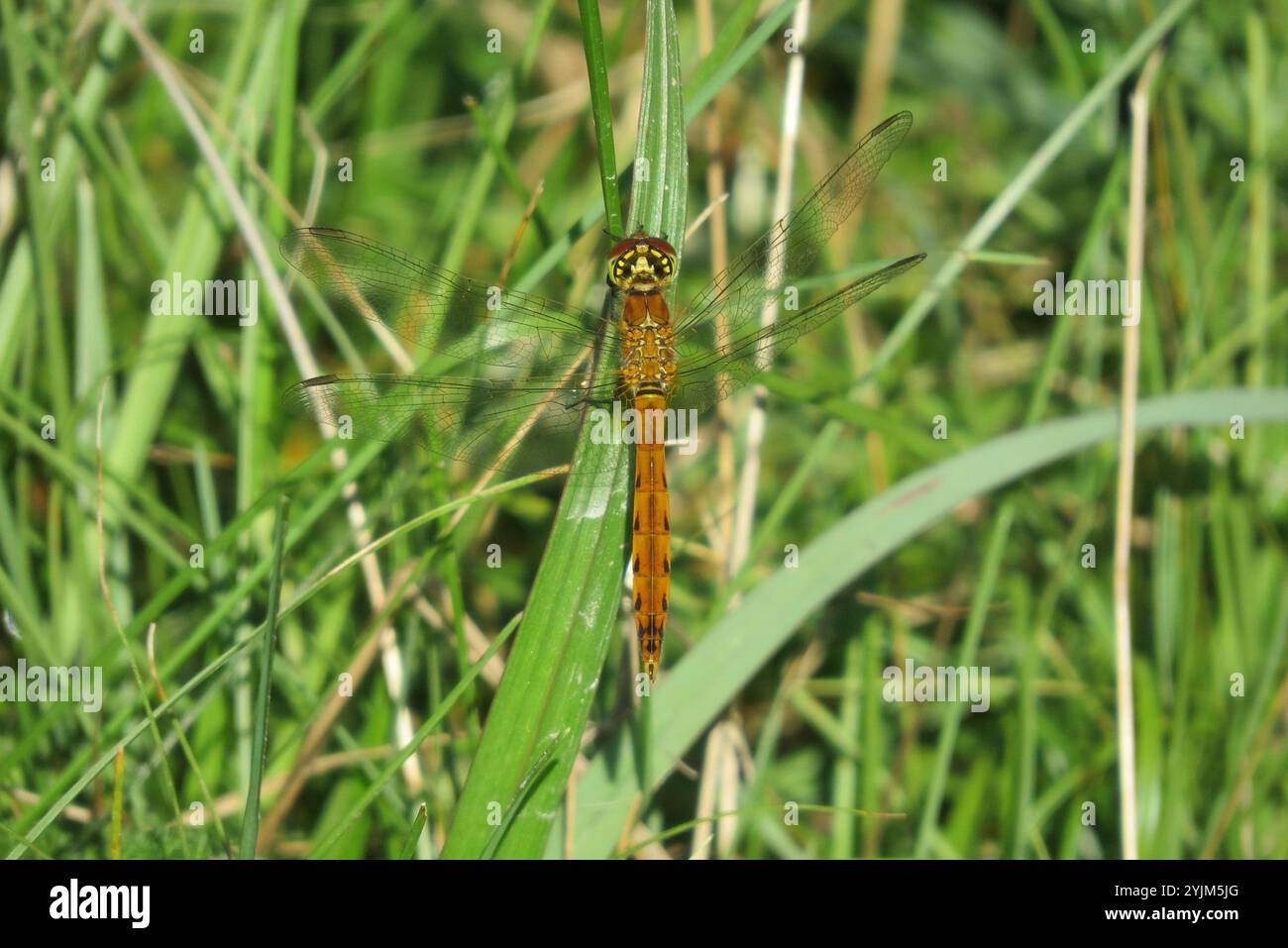 (Sympetrum depressiusculum tacheté vert) Banque D'Images