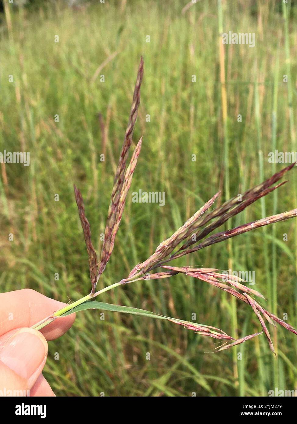 Big bluestem (Andropogon gerardi) Banque D'Images