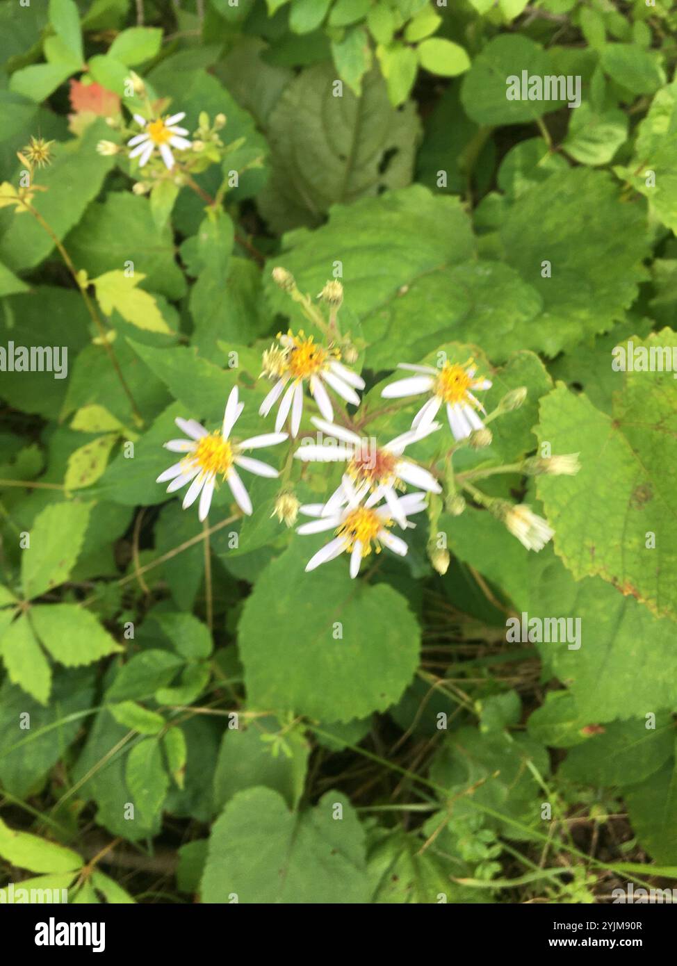 Aster à grandes feuilles (Eurybia macrophylla) Banque D'Images