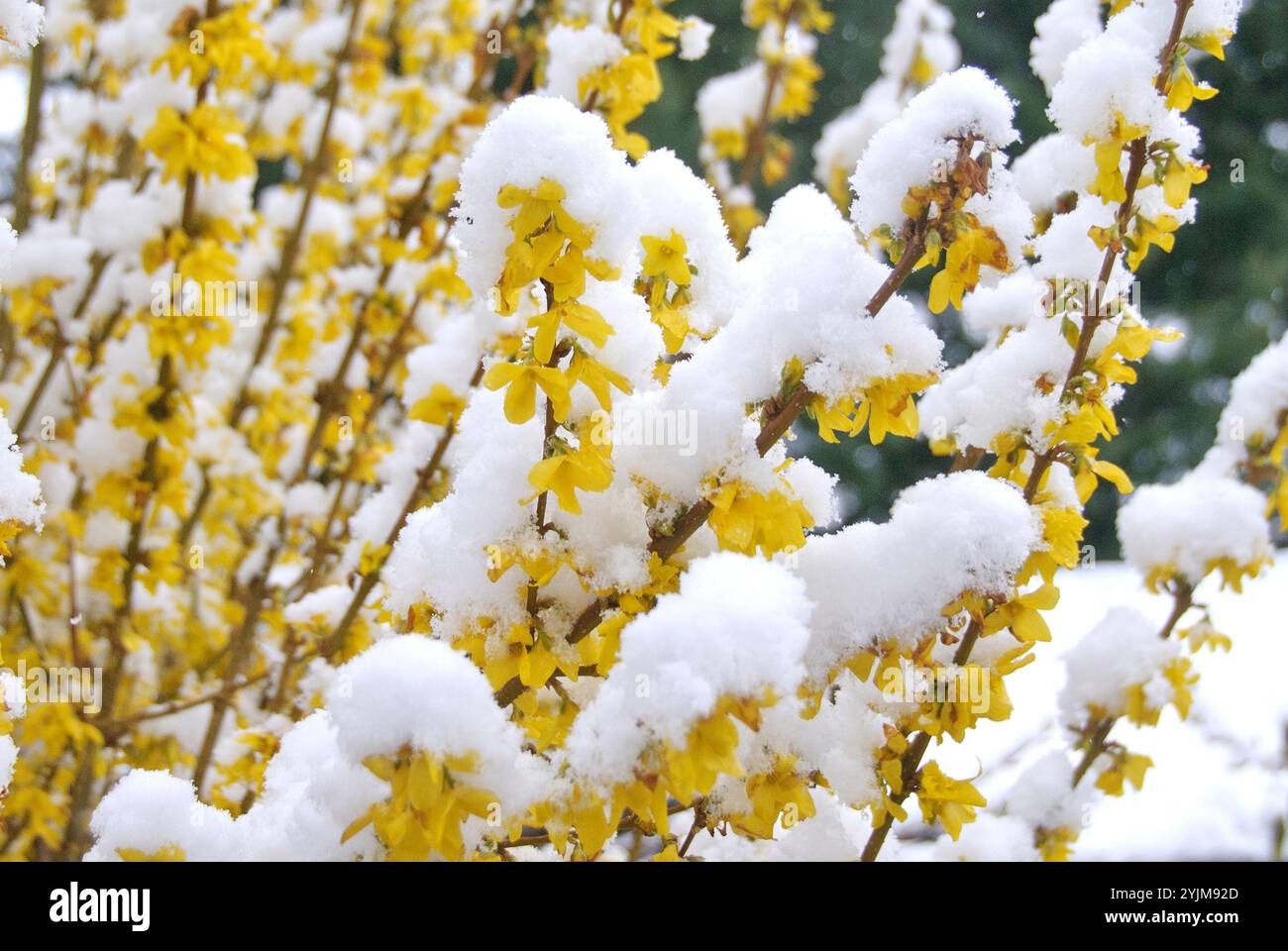 Goldgloeckchen, Forsythia intermedia Lynwood, Golden Bells Banque D'Images