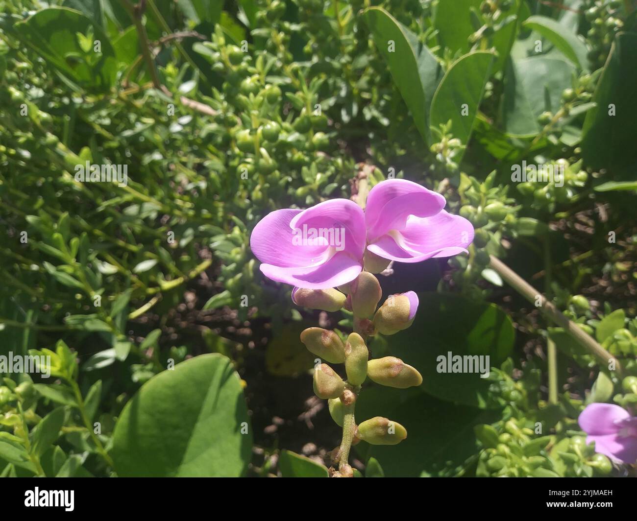 Haricot de plage (Canavalia rosea) Banque D'Images