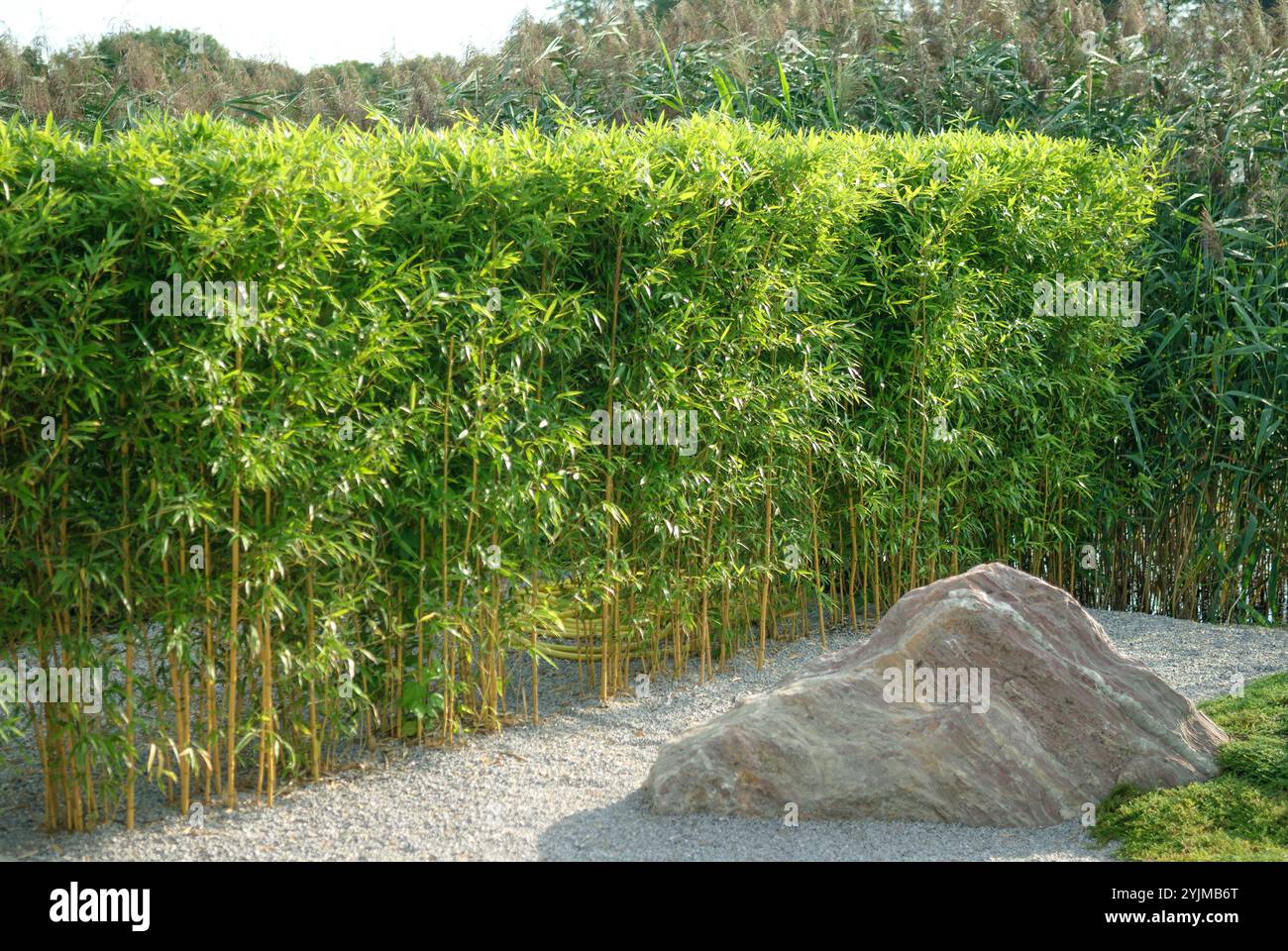 Gelbgruben-Flachrohrbambus, Phyllostachys aureosulcata fo. Aureocaulis,, jaune pit plat canne bambou Banque D'Images