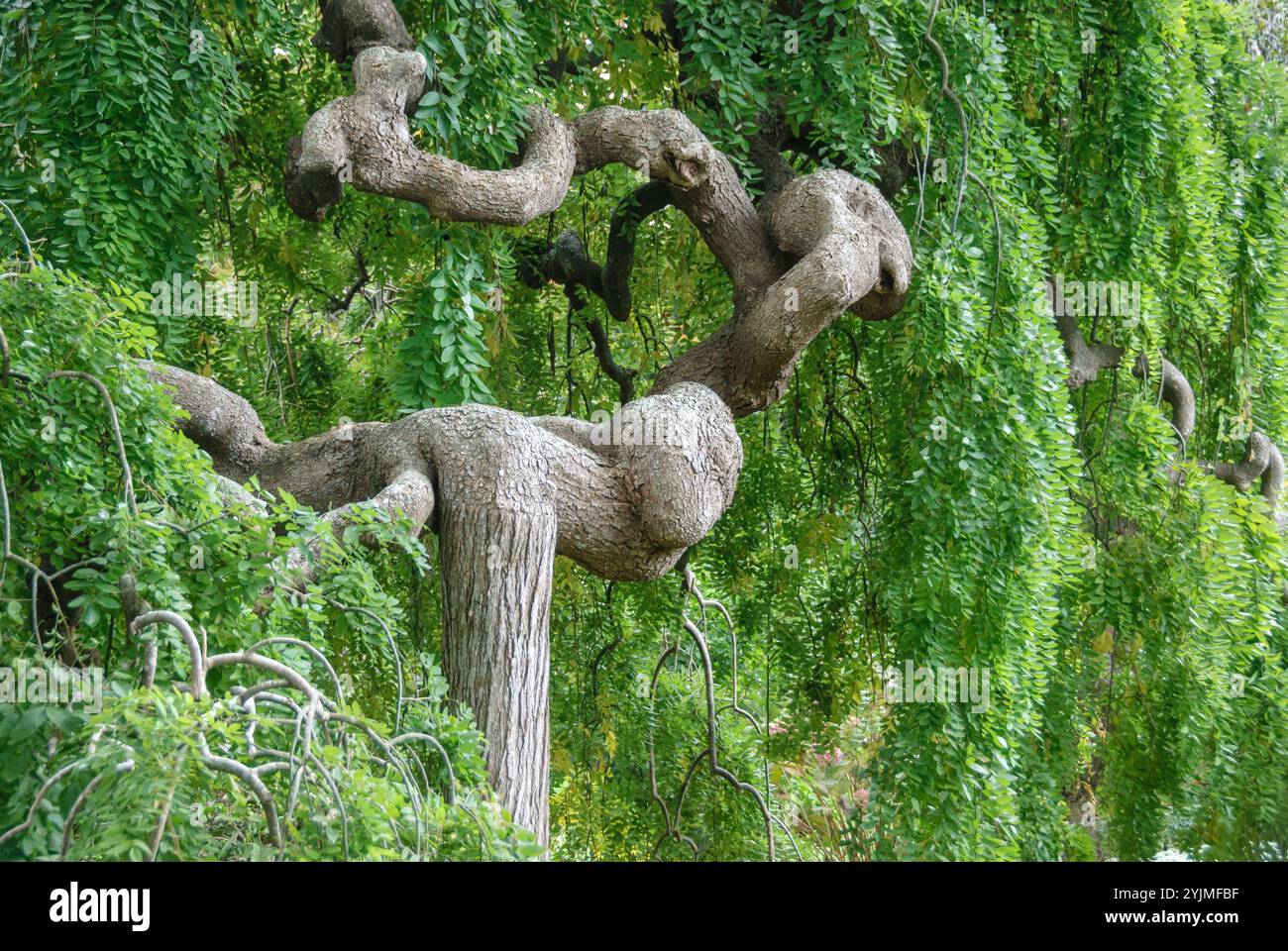 H^nge-Schnurbaum, Sophora japonica pendula,, arbre à cordes suspendu Banque D'Images