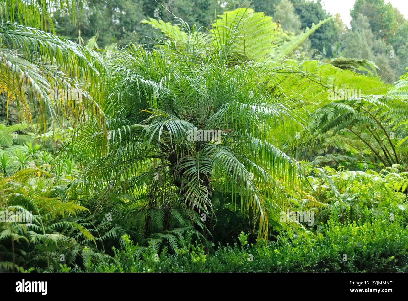 Jardin tropical de Monte, Zwergdattelpalme , Phoenix roebelenii,, Schuppen-Baumfarn, Cyathea cooperi,, palmier dattier nain, fougère d'arbre à écailles Banque D'Images
