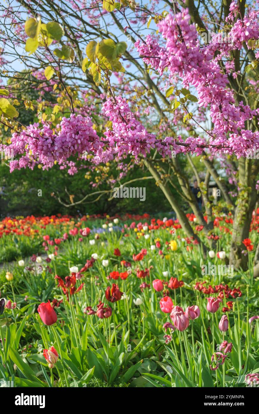 Gewˆhnlicher Judasbaum, Cercis siliquastrum,, Tulpe, Tulipa,, arbre de Judas commun, Cercis siliquastrum, Tulipe Banque D'Images