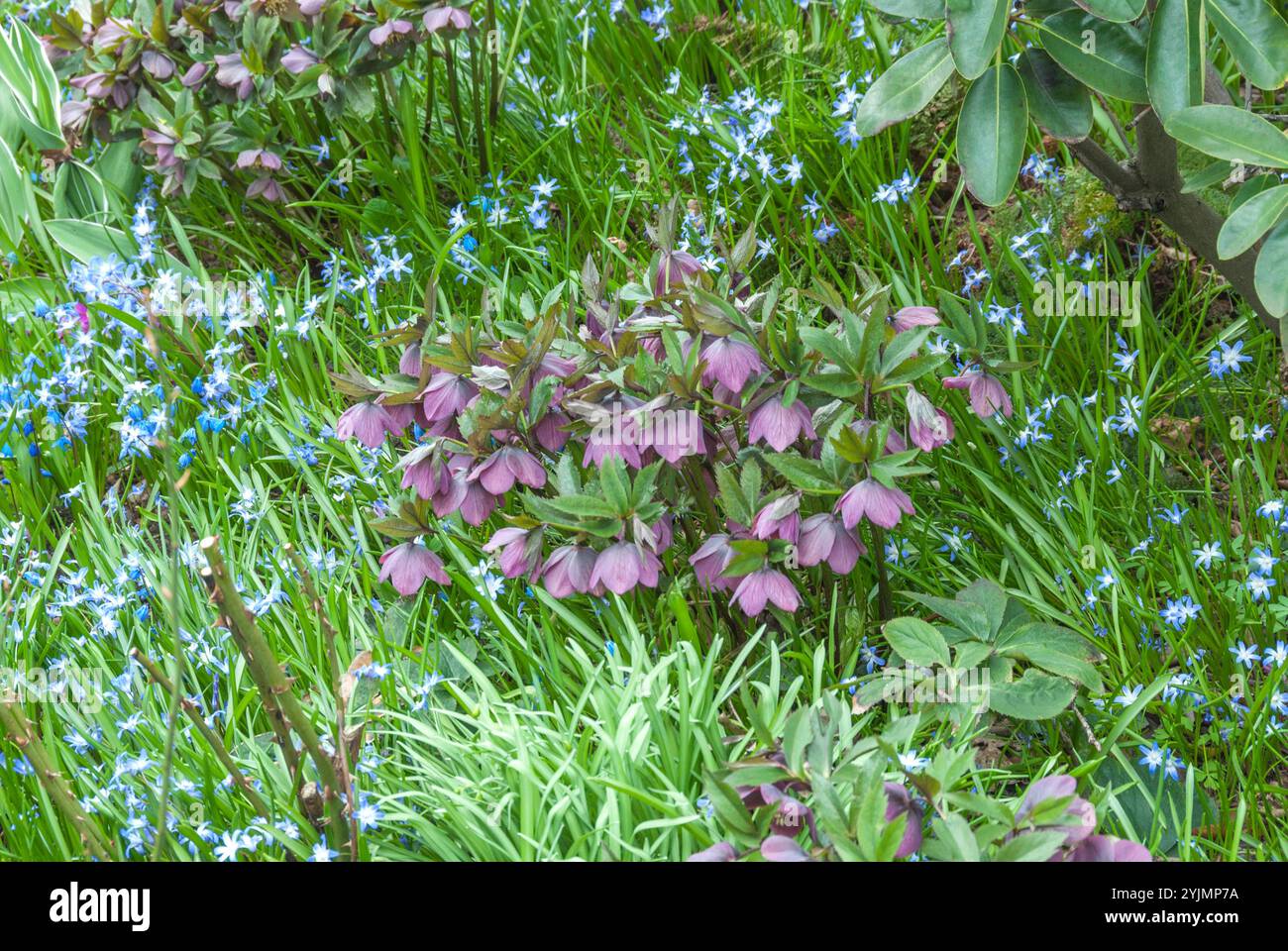 Nieswurz, Helleborus ? Hybridus,,, Gewˆhnlicher Schneestolz, Chionodoxa luciliae,, hellebores, hellebores? hybridus, oiseau des neiges commun Banque D'Images
