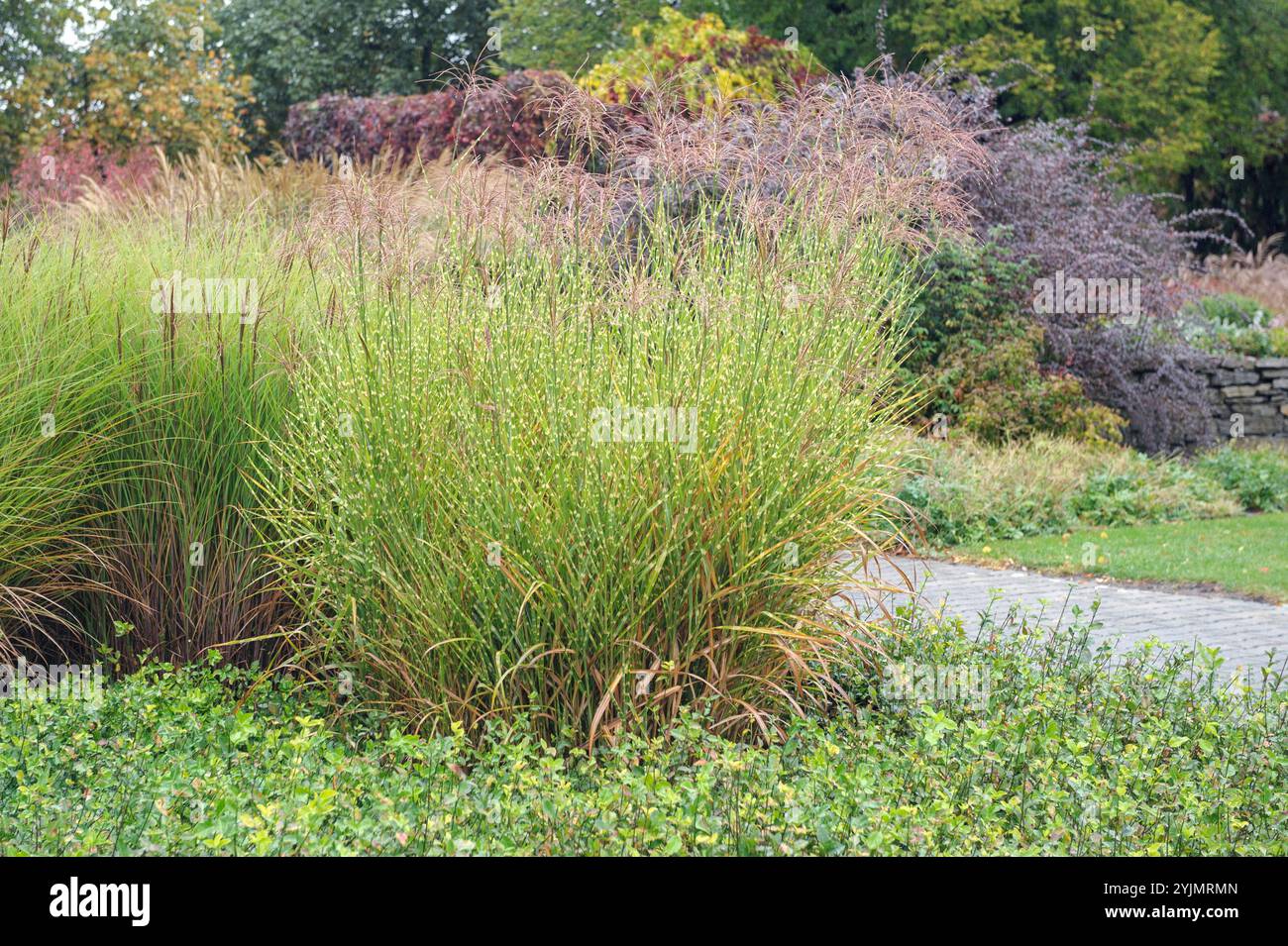 GRºsergarten, Stachelschweingras , Miscanthus sinensis Strictus,, Chinaschilf, Miscanthus sinensis Gracillimus,,, jardin d'herbe, herbe Porcupine, Miscan Banque D'Images