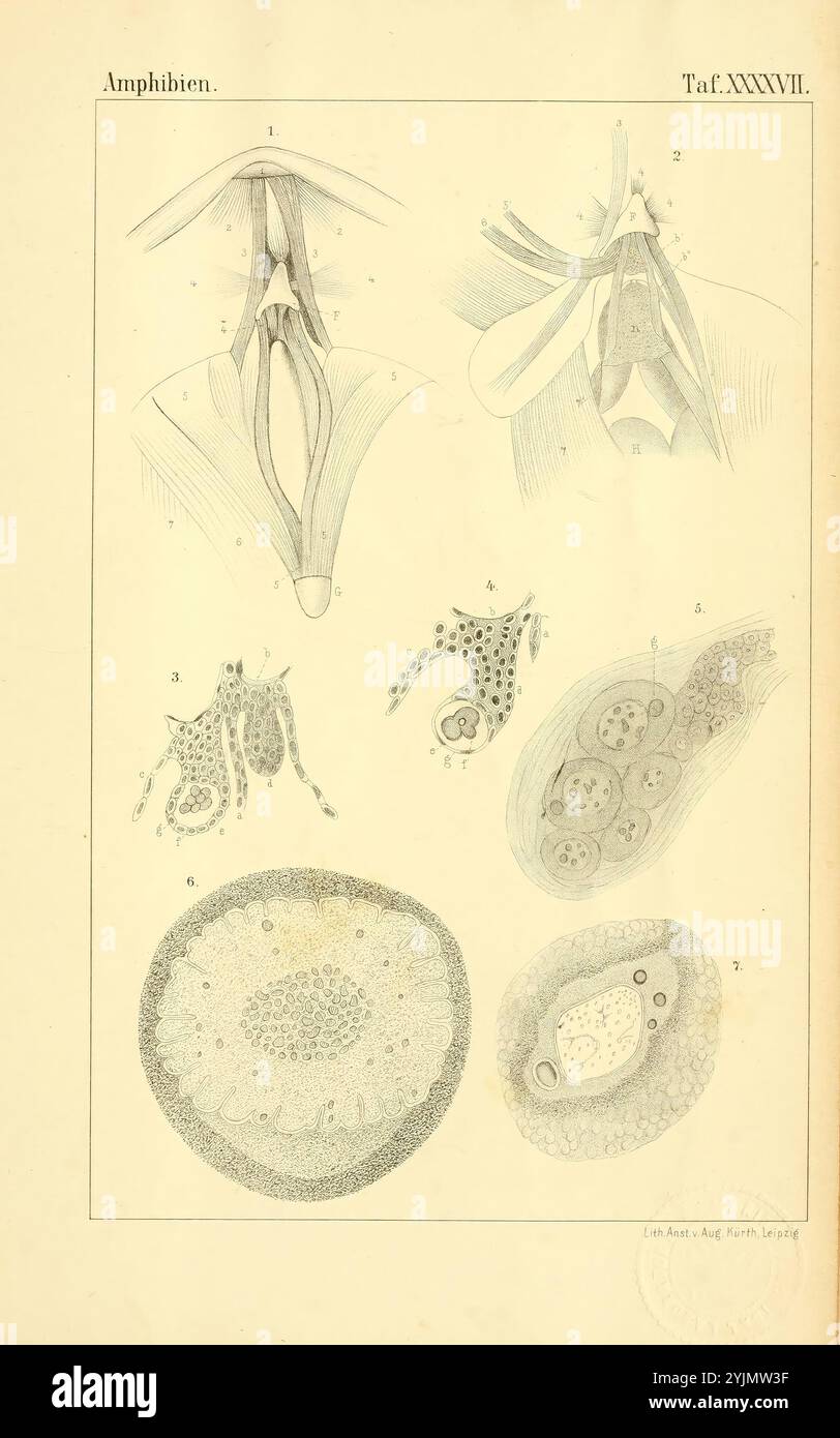 L'illustration présente diverses études anatomiques et biologiques liées aux amphibiens. En haut, il y a des dessins détaillés de la structure anatomique des cordes vocales amphibiens ou larynx, mettant en valeur la conception complexe et la musculature. Ci-dessous, plusieurs sections mettent en évidence différents aspects de l'anatomie des amphibiens, y compris des illustrations du système reproducteur, des stades de développement et des structures cellulaires. Chaque partie est méticuleusement étiquetée, représentant une perspective historique sur la biologie des amphibiens, avec un accent sur leurs caractéristiques anatomiques et leurs cycles de vie Banque D'Images
