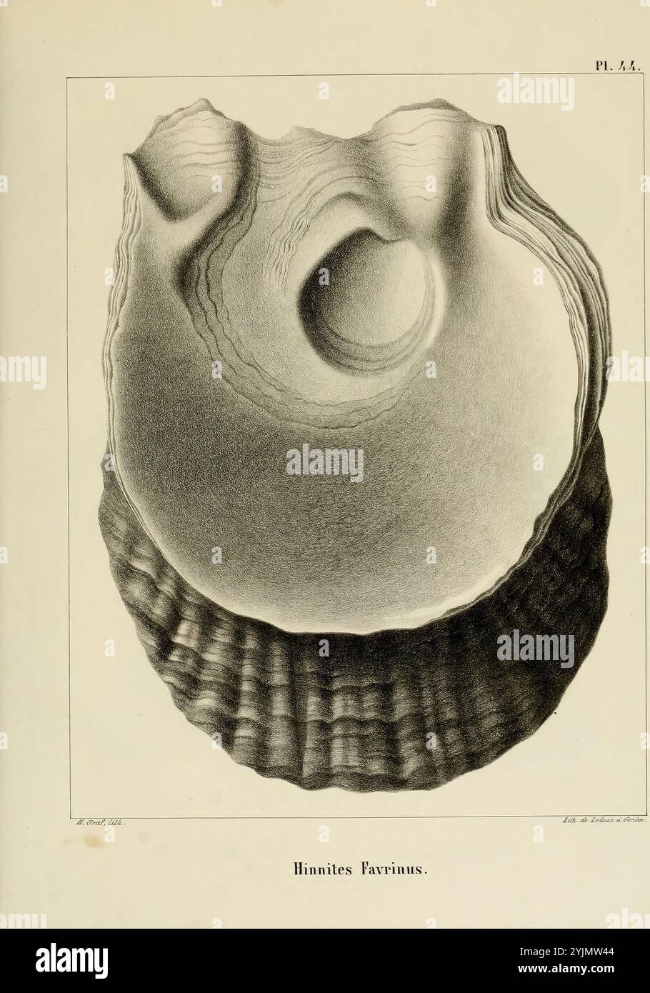 Cette illustration présente une représentation détaillée d'une coquille fossilisée, spécifiquement classée Hinnites Favarinus. La coquille présente une forme ovale distinctive avec des crêtes concentriques complexes et une dépression centrale proéminente. Les contours lisses et courbes mettent en valeur la texture et la structure de la coquille, donnant un aperçu des motifs naturels formés au fil du temps. Autour de la coquille est un texte minimal, indiquant sa classification scientifique, et la composition globale reflète un accent mis sur l'histoire naturelle et la paléontologie Banque D'Images