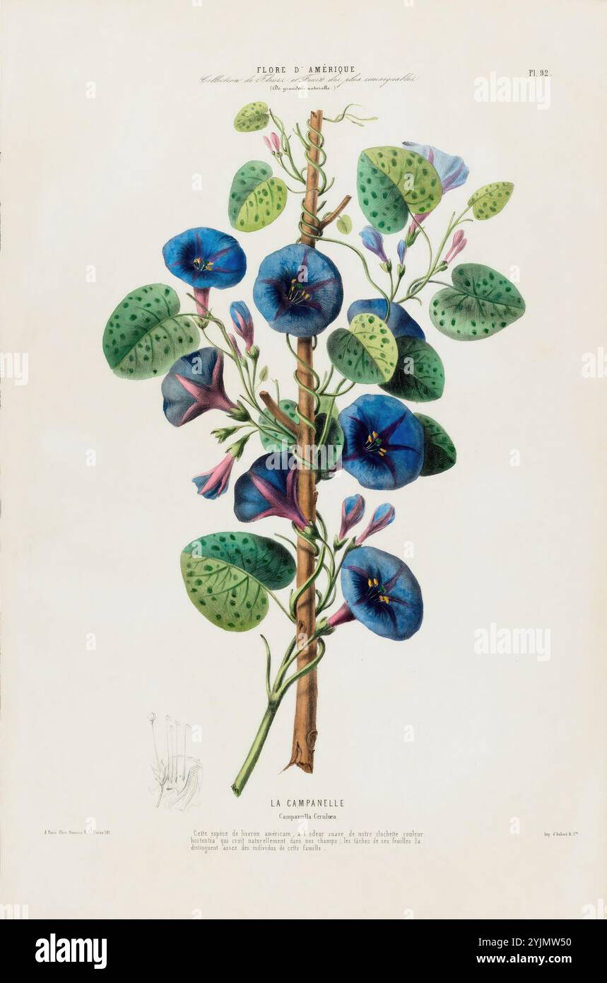 Une illustration minutieusement détaillée met en valeur une grande tige ornée de fleurs bleues et violettes vibrantes, connues sous le nom de campanella, chacune présentant une forme de cloche unique. Les feuilles vertes luxuriantes entourant la tige ont une venation proéminente et un mélange de formes rondes et de coeur, évoquant un sentiment de variété et de richesse dans la texture. De plus petits bourgeons sont vus groupés vers le haut, laissant entendre le potentiel de floraison de la plante. Cette représentation botanique met en évidence l'élégance et la complexité des formes naturelles, soulignant à la fois la beauté esthétique de la flore et son rôle écologique complexe Banque D'Images