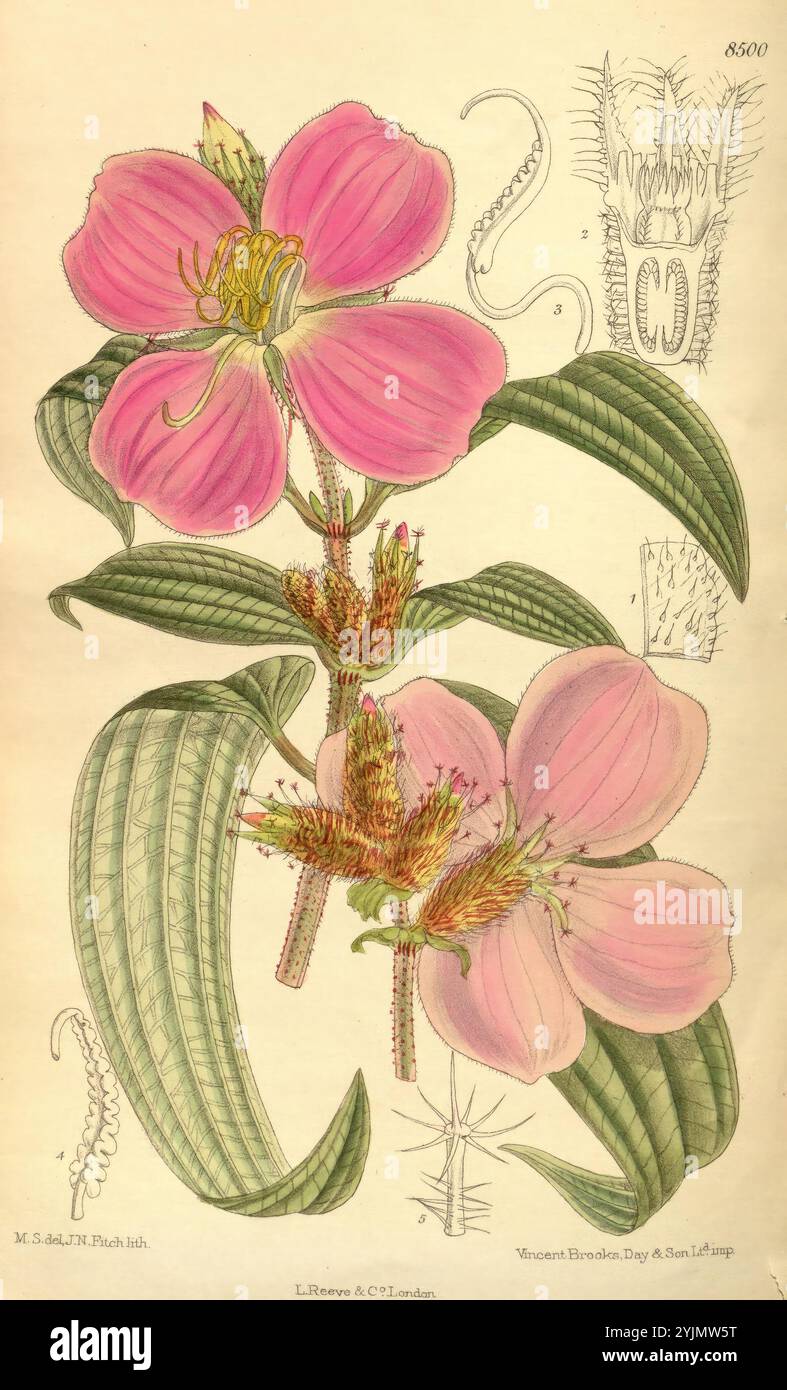 Une étude botanique richement illustrée mettant en vedette une plante à fleurs de premier plan avec des fleurs roses frappantes et des feuilles vertes luxuriantes. Le diagramme met en valeur les pétales délicats de la plante, avec des détails complexes soulignant la texture et la structure des fleurs. Autour de la représentation florale principale se trouvent des croquis supplémentaires qui détaillent divers aspects de la plante, y compris ses structures reproductrices et son feuillage. Cette composition met non seulement l'accent sur la beauté des fleurs, mais sert également un but éducatif, illustrant l'anatomie de la plante avec précision et clarté, ce qui en fait un Banque D'Images