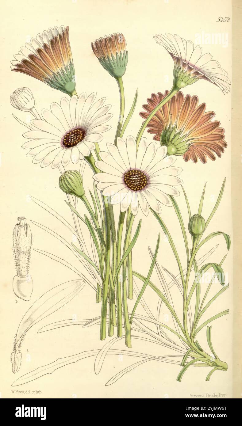 Une illustration botanique mettant en vedette un groupe de marguerites à différents stades de floraison. La composition met en valeur leurs pétales délicats, mettant en valeur un mélange de teintes blanches et douces aux extrémités, tandis que les bouquets du disque central affichent des tons riches et bruns. Les tiges et les feuilles vertes élancées offrent une toile de fond gracieuse, avec des bourgeons supplémentaires indiquant des fleurs futures potentielles. Accompagnant les principaux éléments floraux est une représentation détaillée de la structure anatomique d'une fleur, soulignant l'appréciation scientifique de ces charmantes plantes Banque D'Images