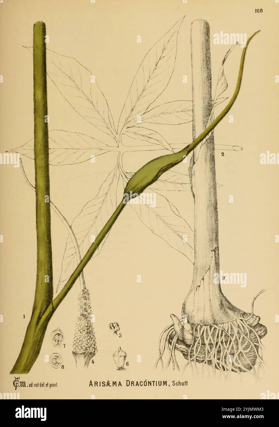 L'illustration montre la plante Arisaema dracontium, communément appelée racine de dragon. Il présente une étude botanique détaillée montrant différentes parties de la plante, y compris une tige droite proéminente avec une spathe et un spadix distincts. À gauche, plusieurs vues montrent les larges feuilles palmées qui émergent de la base, mettant en valeur leur structure lobée. Le côté droit développe le système racinaire, révélant sa nature bulbeuse, avec un diagramme étiqueté mettant en évidence les caractéristiques anatomiques, telles que les racines et les diverses structures florales. Les étiquettes descriptives permettent de clarifier les pièces Banque D'Images