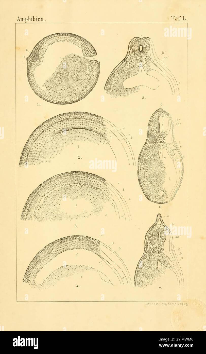 Cette illustration présente une étude détaillée de l'anatomie des amphibiens, mettant en évidence les différents stades du développement embryonnaire. La section supérieure présente des formes arrondies, éventuellement indicatives d'embryons à un stade précoce, mettant en évidence leurs formes sphériques avec des marques distinctes. Ci-dessous, les images progressent vers des structures plus définies, où des caractéristiques telles que les membres, les yeux et la bouche commencent à émerger. Chaque segment est méticuleusement étiqueté avec des indicateurs numériques, fournissant une référence scientifique pour chaque phase de développement. L'arrangement global met l'accent sur la complexité et la transformation progressive de la vie des amphibiens Banque D'Images