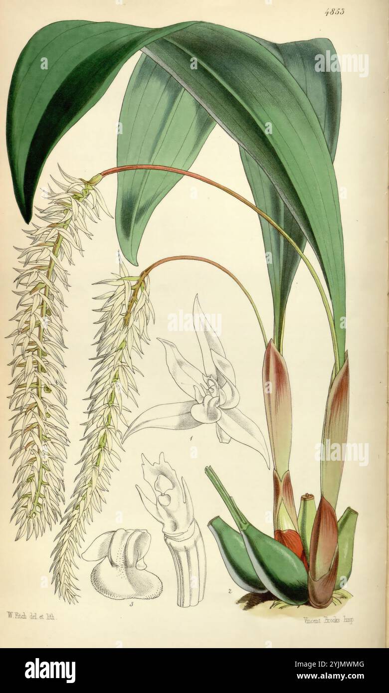 Une étude botanique magnifiquement illustrée mettant en vedette une espèce d'orchidée. La composition comprend des représentations détaillées des feuilles de la plante, larges et vertes, mettant en valeur leur forme allongée. Deux grappes de fleurs délicates en cascade sont bien en évidence, avec des pétales complexes et un arrangement gracieux. En outre, de plus petits croquis de différentes parties de l'orchidée sont présentés, mettant en évidence des détails spécifiques tels que la structure de la fleur et le système racinaire. L'œuvre d'art globale souligne l'élégance et la complexité de l'orchidée, célébrant sa beauté naturelle Banque D'Images