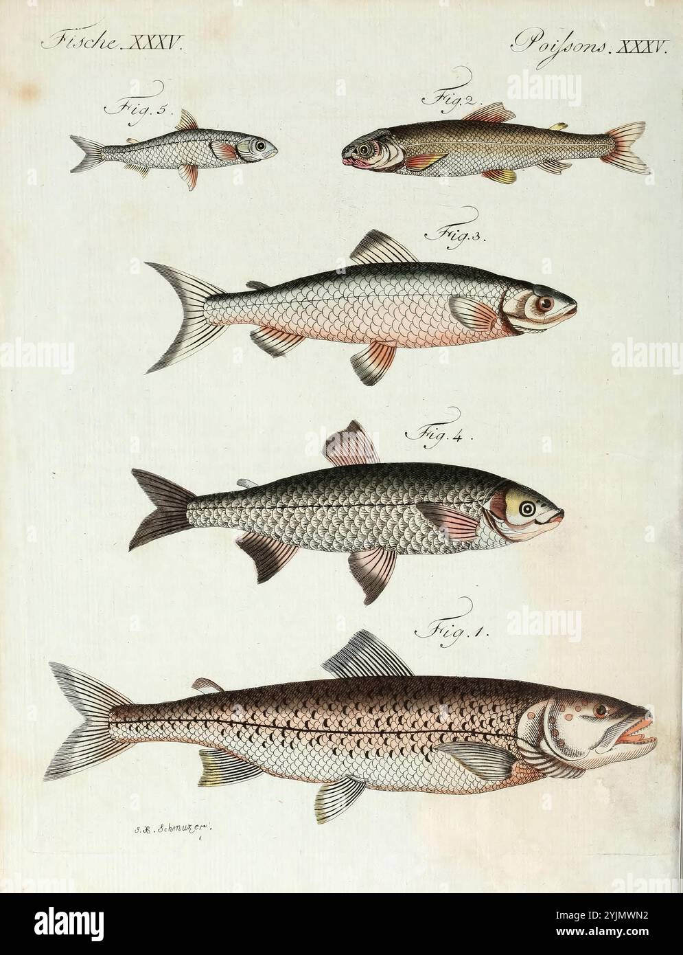 Cette illustration présente une série de poissons, chacun représenté avec des détails méticuleux. La disposition montre cinq types différents, numérotés et étiquetés pour référence. Le plus petit poisson est positionné au sommet, augmentant progressivement en taille vers le bas. Chaque spécimen est rendu avec une attention particulière aux caractéristiques anatomiques et aux textures de leurs échelles. Les poissons varient en forme et en couleur, mettant en valeur la diversité dans le monde aquatique. Les étiquettes indiquent leurs classifications, fournissant un aperçu pédagogique de l'étude de l'ichtyologie Banque D'Images