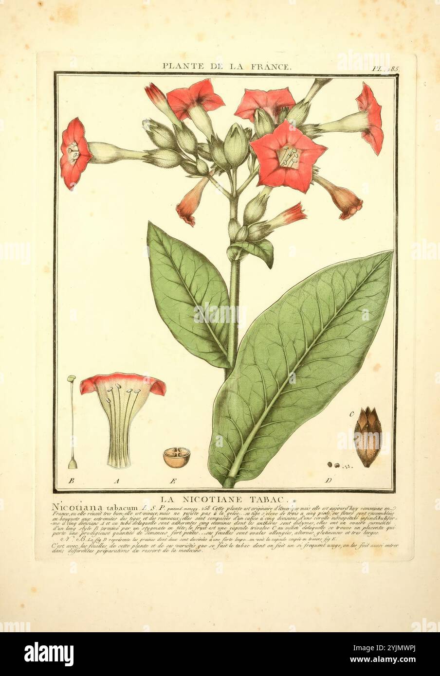 Illustration botanique représentant la plante Nicotiana tabacum, communément appelée tabac. L'image présente une représentation détaillée de la structure de la plante, y compris ses feuilles vertes proéminentes et ses grappes de fleurs rouges éclatantes. Autour de la représentation principale se trouvent des illustrations plus petites fournissant une répartition anatomique des différentes parties de la fleur, y compris la corolle, les stigmates et les capsules de graines, chacune étiquetée avec des lettres pour référence. Le titre 'plante de la France' est élégamment affiché en haut, indiquant la classification et l'origine de la plante. Cette visualisation met en évidence Banque D'Images