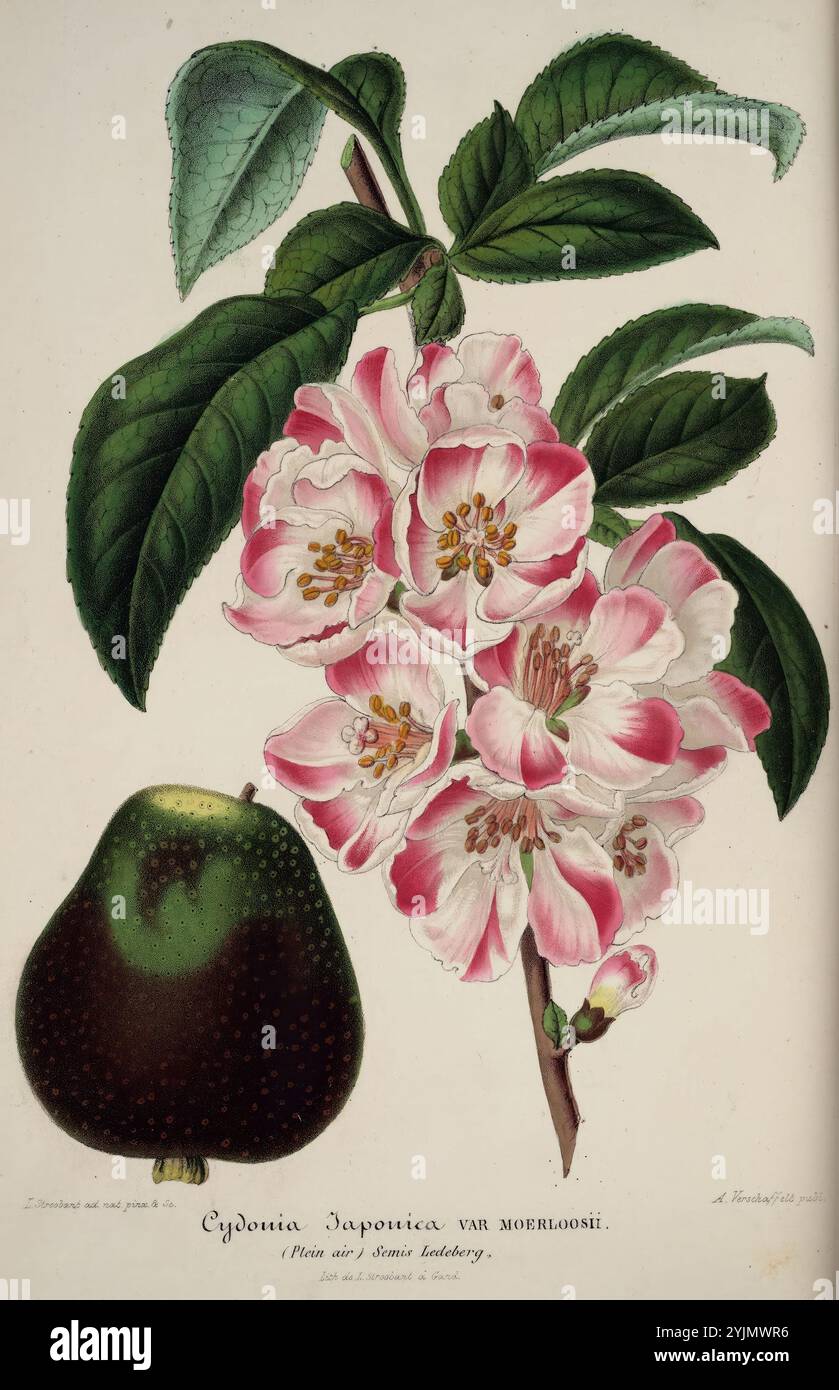 L'illustration montre une plante à fleurs vibrante, mettant en valeur des grappes de délicates fleurs roses et blanches. Chaque fleur est minutieusement détaillée, avec des pétales doux et des variations subtiles dans l'ombrage, donnant un sentiment de réalisme. Accompagnant les fleurs est un fruit unique et arrondi à la base, caractérisé par sa peau vert foncé. Les feuilles qui entourent les fleurs sont riches et luxuriantes, avec une teinte verte profonde et des veines proéminentes, améliorant la composition globale. Le nom scientifique, 'Cydonia Japonica var. Moerloisii,' est élégamment affiché, indiquant la classification botanique de cet ornement Banque D'Images