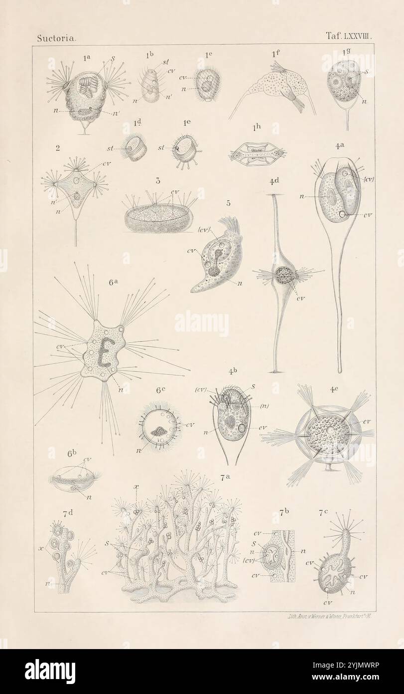 Une illustration scientifique complexe mettant en vedette une variété d'organismes microscopiques classés sous la classification de 'Sutoria'. La composition présente différentes formes et structures, y compris des organismes unicellulaires et des protozoaires, chacun étiqueté avec des numéros pour l'identification. Les formes variées vont de globulaire à allongé, avec certaines présentant des caractéristiques uniques comme les cils ou les flagelles pour le mouvement. Plusieurs spécimens semblent présenter des structures cellulaires complexes, tandis que d'autres sont entourés de formes complexes et ramifiées qui font allusion à leur environnement écologique. Le rendu détaillé Banque D'Images