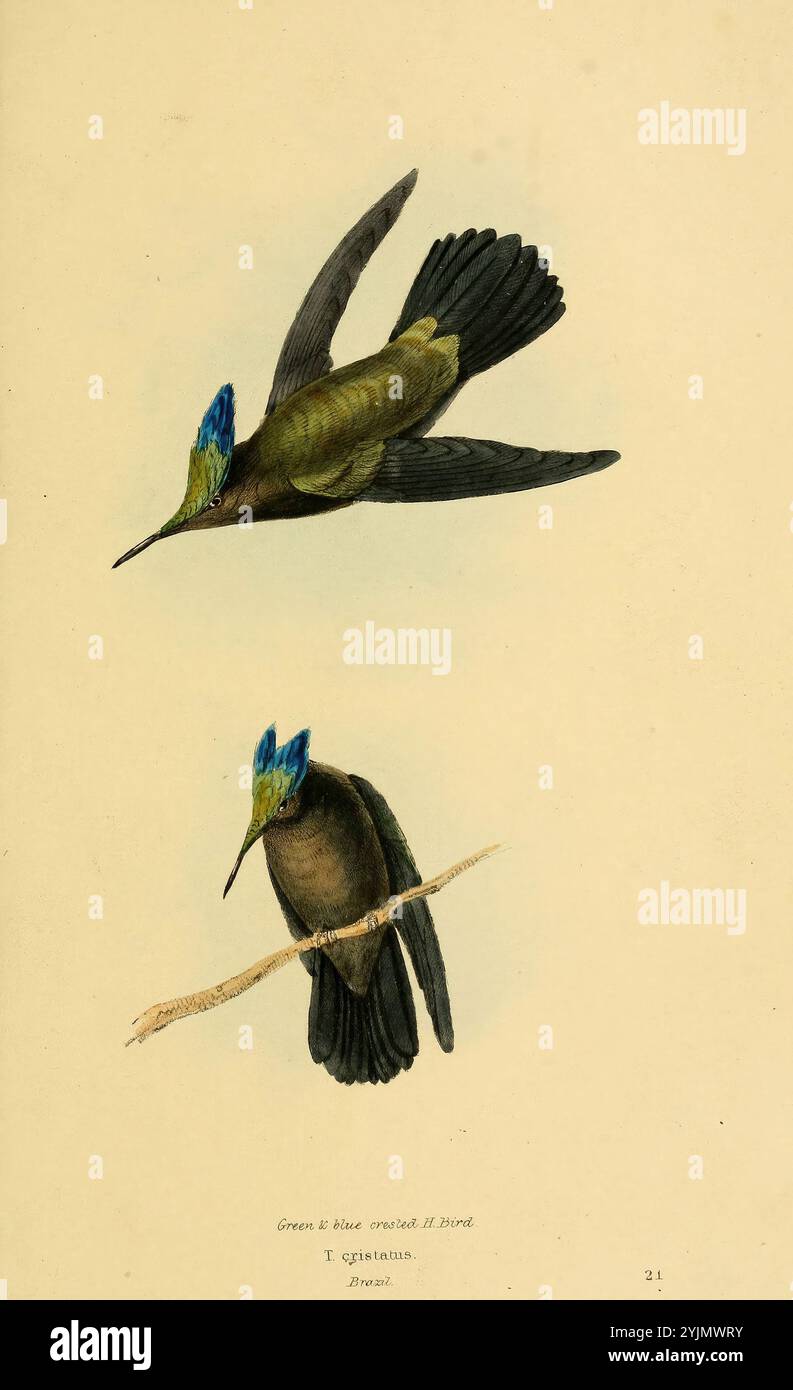Une représentation magnifiquement illustrée de deux colibris de l'espèce Trochilus cyanocephalus. Le premier oiseau est capturé à mi-vol, présentant ses plumes vertes irisées et sa couronne bleue saisissante. Ses ailes sont étendues, soulignant son agilité et sa grâce dans les airs. Le deuxième oiseau est perché sur une branche élancée, présentant des couleurs vibrantes similaires et un comportement concentré. Les détails complexes soulignent les caractéristiques uniques de ces oiseaux enchanteurs, ce qui en fait une étude captivante de la beauté aviaire Banque D'Images
