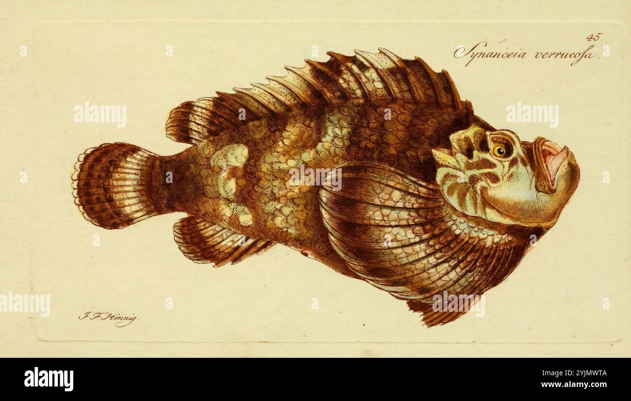Une représentation magnifiquement illustrée d'un poisson, mettant en valeur les détails complexes de ses écailles et de ses nageoires. Le poisson présente une forme de corps distinctive, avec des nageoires dorsales et pectorales proéminentes qui présentent un mélange de motifs et de textures. Sa tête est légèrement tournée, révélant un arrangement saisissant de traits du visage, y compris des yeux expressifs et une bouche légèrement ouverte. L'illustration est numérotée '25' et comprend le nom de l'espèce, ajoutant une touche de documentation scientifique à l'œuvre. La composition globale souligne l'art délicat et l'accent mis sur la beauté naturelle de Banque D'Images