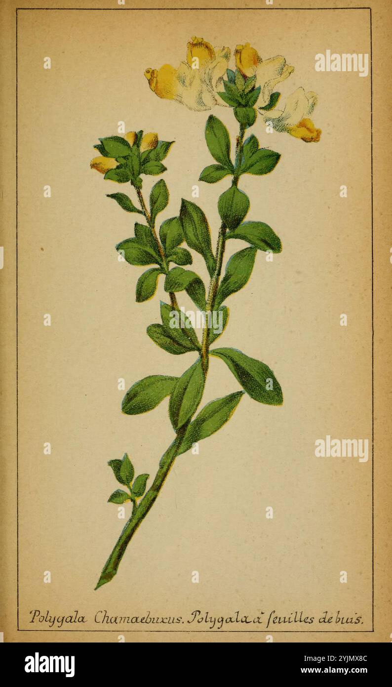 L'illustration montre une plante délicate identifiée comme Polygala Chamaebuxus, mettant en valeur sa tige mince ornée de grappes de petites fleurs jaunes et blanches vibrantes. Chaque fleur affiche des pétales qui s'ouvrent gracieusement, révélant des détails complexes en leurs centres. Les feuilles vertes luxuriantes, allongées et pointues, offrent une toile de fond contrastée aux fleurs, rehaussant la beauté globale de la composition. Sous la tige, le nom de la plante est élégamment inscrit, ajoutant une touche d’authenticité botanique à cette représentation. Cette pièce capture l'essence de la plante dans un visuel Banque D'Images