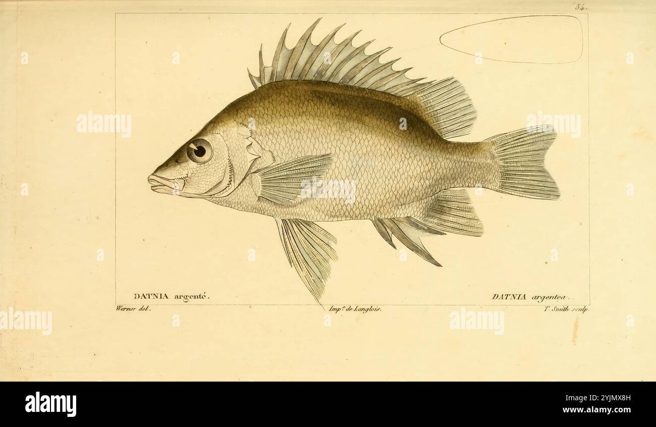 Cette illustration présente une représentation détaillée d'un poisson, mettant en valeur ses caractéristiques physiques notables. Le corps allongé du poisson est orné d'écailles complexes, soulignées par de fines lignes illustrant la texture. Des ailerons proéminents s'étendent gracieusement à partir de son corps, avec chaque aileron détaillé pour souligner leur structure délicate. L'œil du poisson est représenté en évidence, ajoutant une qualité réaliste à la représentation. Autour du poisson, il y a des étiquettes indiquant son nom scientifique, suggérant que l'illustration fait partie d'un catalogue ou d'une étude en ichtyologie. La composition globale reflète un Banque D'Images