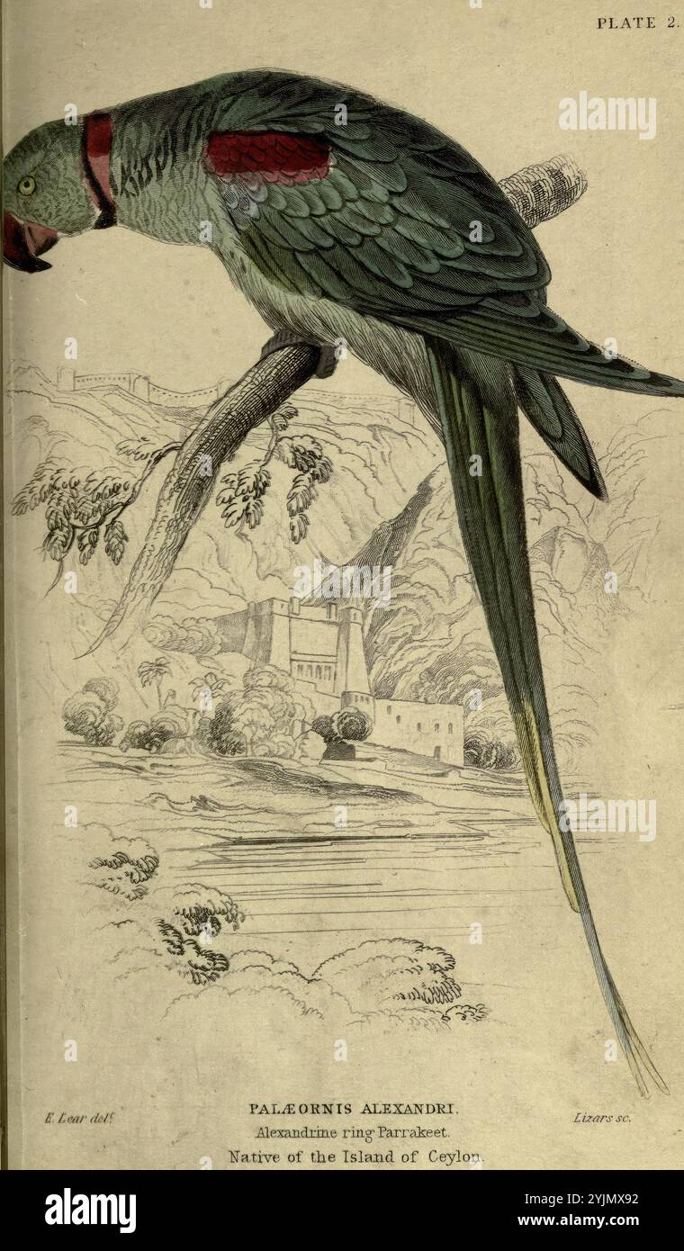 Une représentation éclatante de la perruche d'Alexandrine, montrant son plumage vert distinct et des marques rouges frappantes autour de la tête et du cou. L'oiseau est perché gracieusement sur une branche ornée de feuilles, sur un fond qui fait allusion à un paysage serein, peut-être près d'une structure historique ou d'un château. Le rendu artistique détaillé met en valeur la longue queue de la perruche et ses caractéristiques uniques, soulignant son charme et la beauté naturelle de son habitat. Sous l'illustration, le texte d'identification indique le nom complet de la perruche et son origine originaire de l'île de Ceylan Banque D'Images