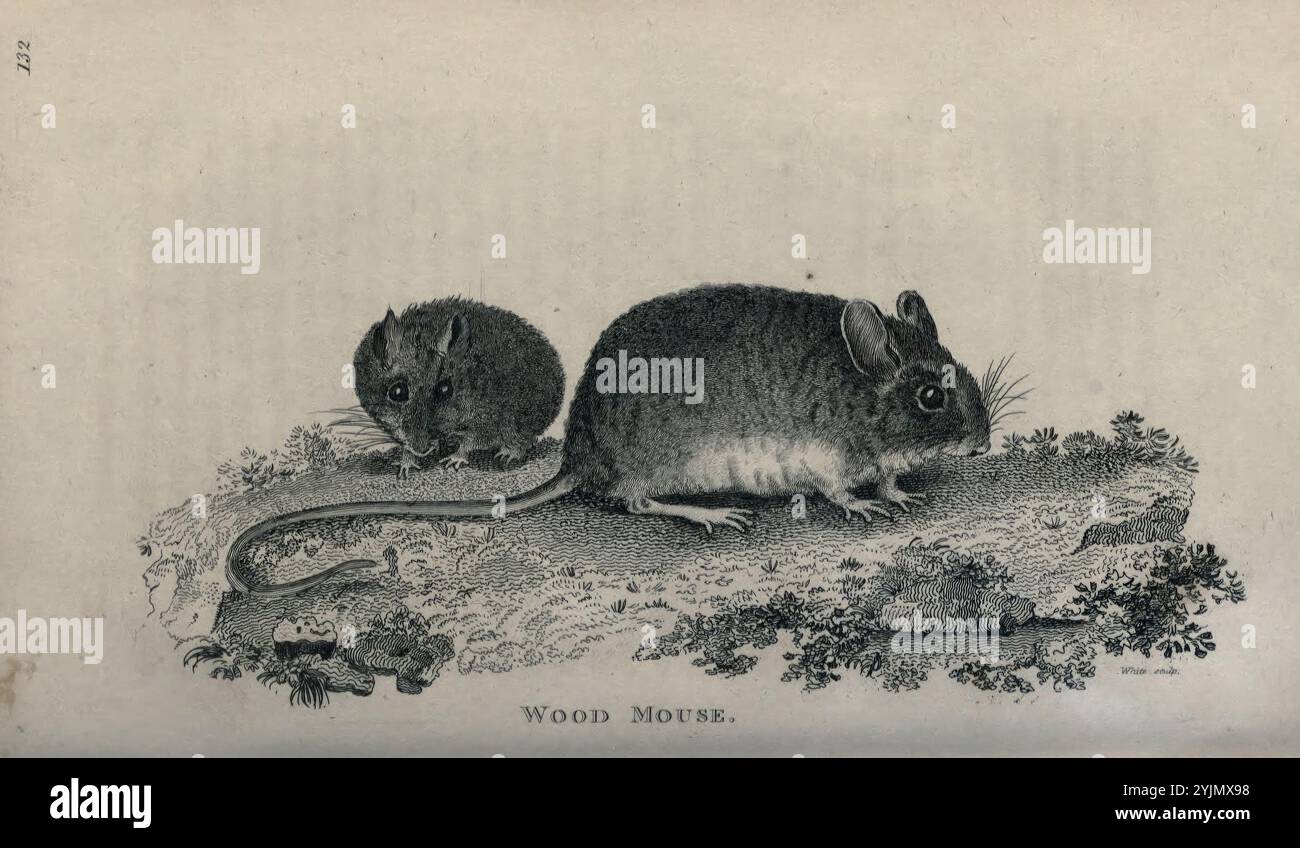 La scène représente deux petits mammifères originaires d'Amérique du Nord, identifiés comme des souris des bois. Une souris est représentée dans un profil latéral, révélant sa longue queue et son corps arrondi, tandis que l'autre est dans une position plus frontale, mettant en valeur ses caractéristiques distinctes. Les deux sont entourés d'un paysage texturé qui comprend une petite végétation et des rochers, mettant l'accent sur leur habitat naturel. La composition met en évidence les motifs de fourrure et les détails anatomiques des souris, capturant un moment de tranquillité dans leur environnement Banque D'Images