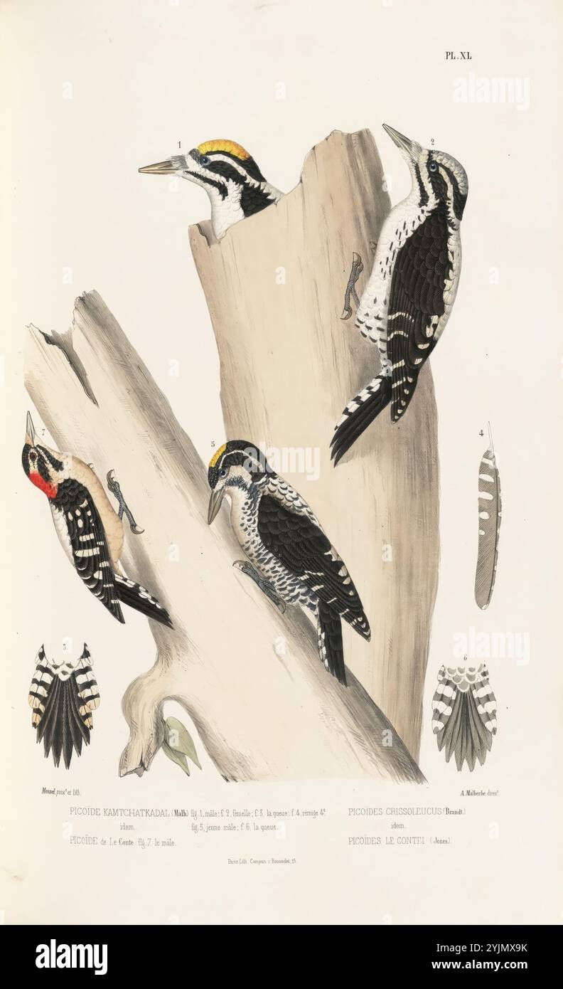 L'illustration présente une collection d'espèces de pics, présentant des détails complexes de leur plumage et de leurs caractéristiques physiques. Trois pics perchés sur un tronc d'arbre sont bien visibles, chacun présentant des motifs et des marques de couleur distincts. En outre, l'image comprend diverses représentations de leurs queues, soulignant les différences entre les espèces. Chaque oiseau est étiqueté avec son nom scientifique, offrant un aperçu de leur classification. L'arrière-plan met l'accent sur l'habitat naturel de ces oiseaux, offrant un aperçu de la diversité des pics dans la nature Banque D'Images