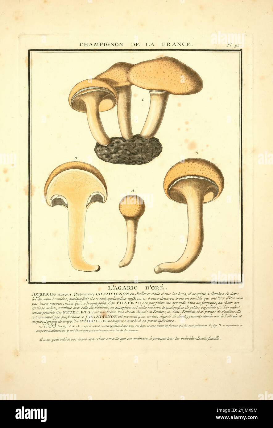 L'illustration présente différentes espèces de champignons, en se concentrant plus particulièrement sur le champignon ou champignon de France. Au centre, un groupe de champignons présente leurs chapeaux et tiges distinctifs, chacun avec des caractéristiques uniques. Au bas, des représentations détaillées des différentes variétés de champignons mettent en évidence leurs caractéristiques uniques telles que la forme de la calotte, les branchies et les tiges. Les noms et descriptions scientifiques sont inscrits ci-dessous, fournissant des informations sur leur classification et leur identification. La conception globale met l'accent sur la précision botanique et la beauté de la mycologie Banque D'Images