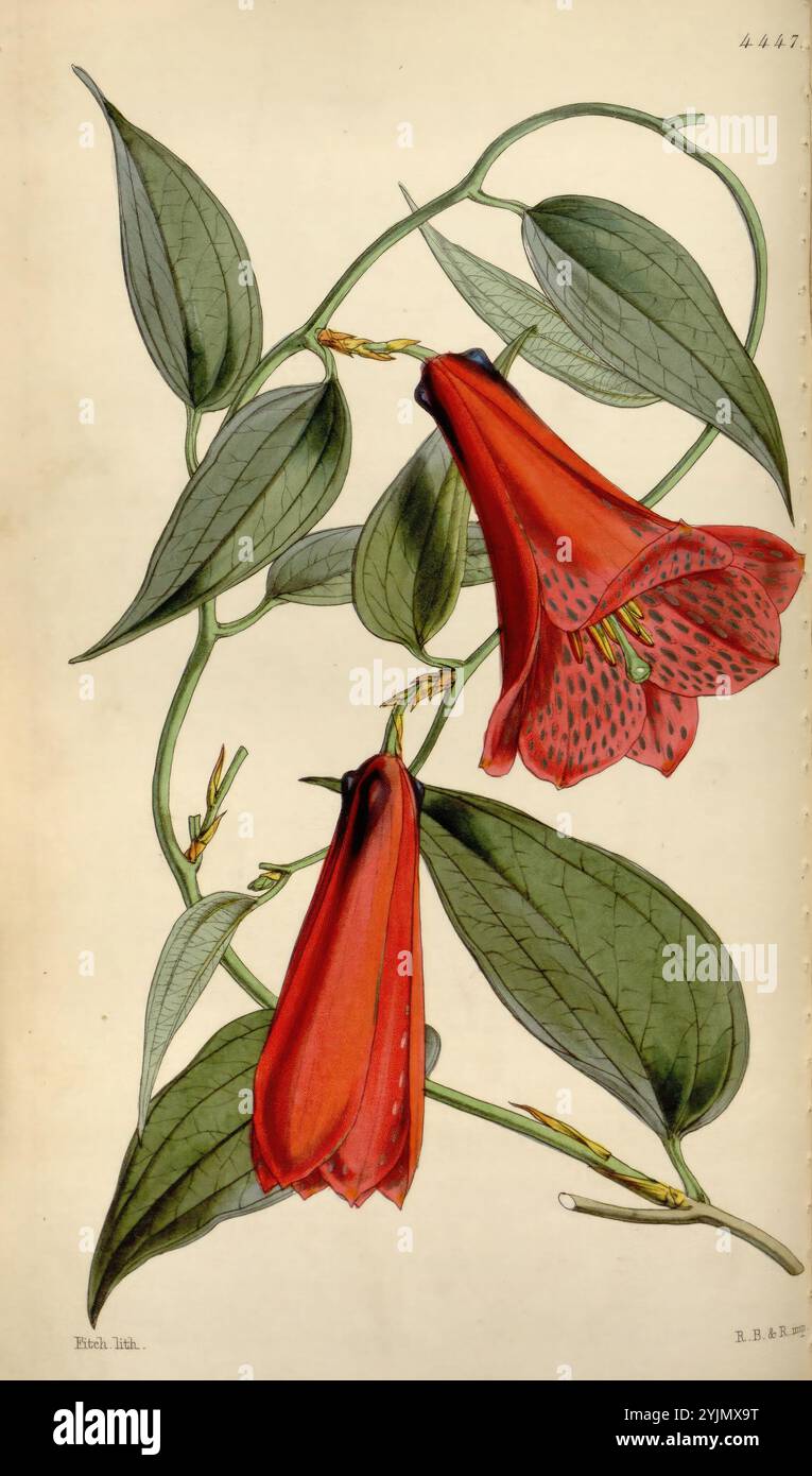 L'illustration présente deux élégantes fleurs rouges avec des pétales en forme de trompette, présentant des taches sombres complexes. Ces fleurs pendent gracieusement de tiges vertes minces, entourées de feuilles vertes luxuriantes et vibrantes. Le feuillage est représenté avec une touche naturaliste, soulignant la nature grimpante de la plante. La composition globale souligne la beauté délicate des fleurs, invitant les spectateurs à apprécier leur forme unique et leurs détails complexes Banque D'Images