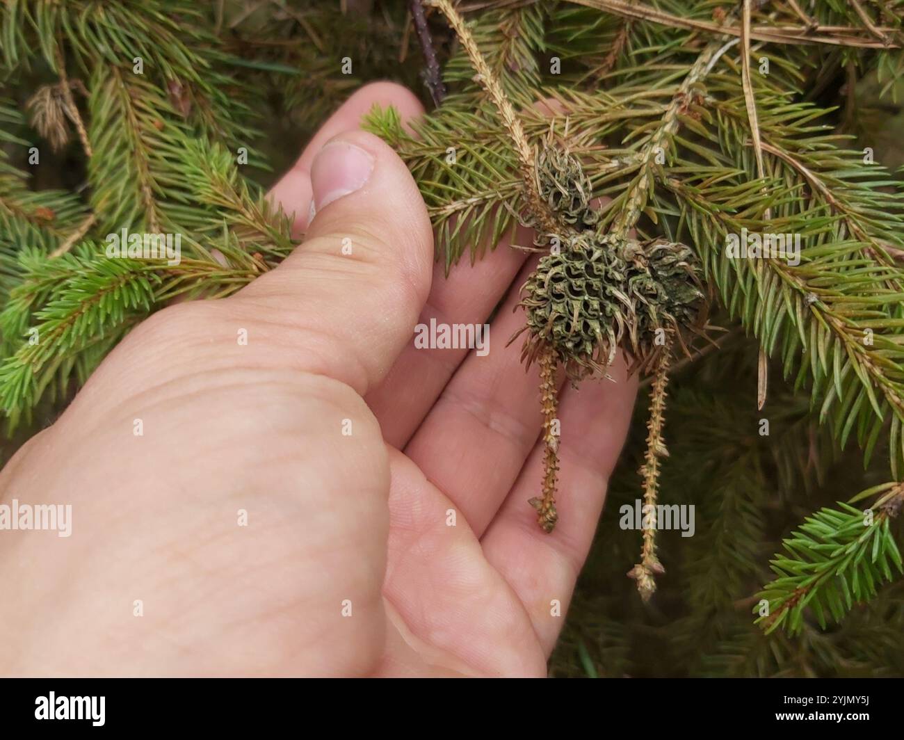 Adelgid (Adelges abietis) Banque D'Images