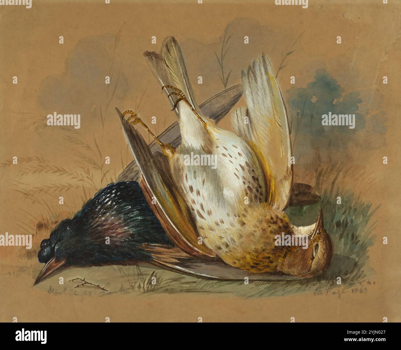 William page, américain, 1811 - 1885, A Starling and a Lark, 1863, aquarelle sur papier tissé, feuille : 24,77 × 31,27 cm (9 3, 4 × 12 5, 16 po Banque D'Images