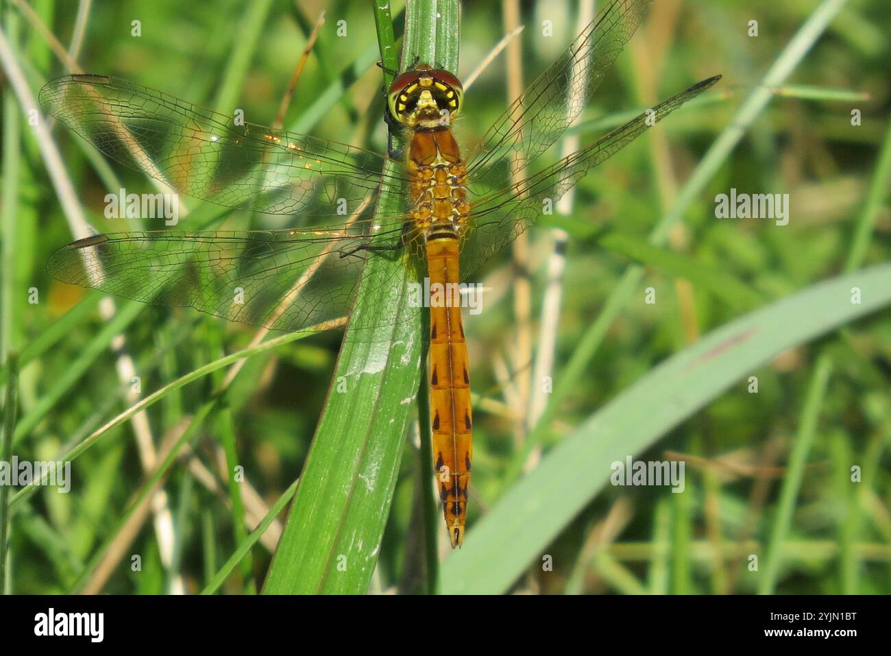 (Sympetrum depressiusculum tacheté vert) Banque D'Images