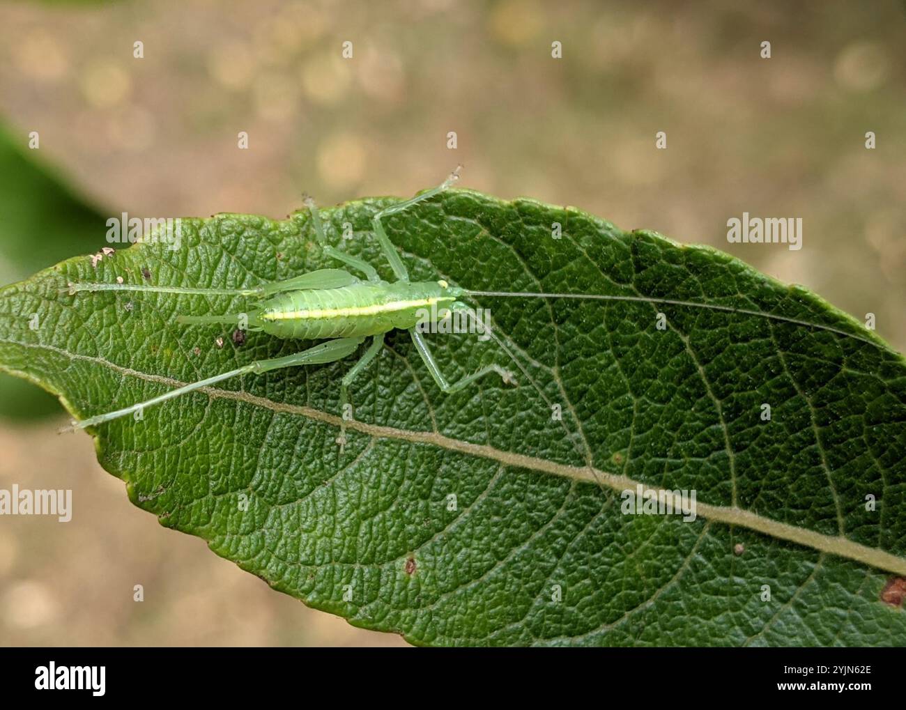 Le sud de l'Oak Bush-cricket (Meconema meridionale) Banque D'Images