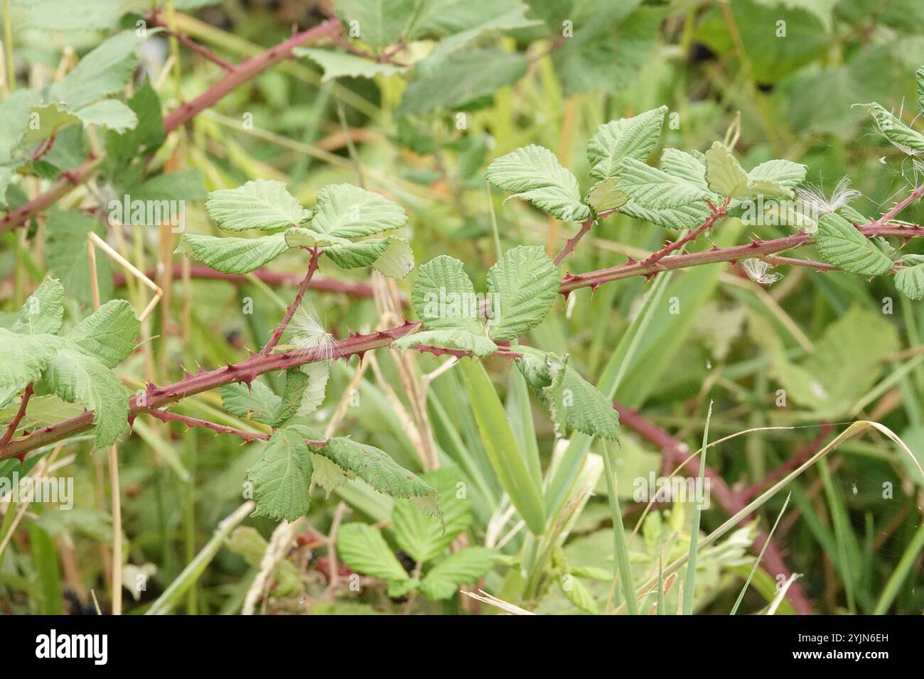 Mûre arménienne (Rubus armeniacus) Banque D'Images