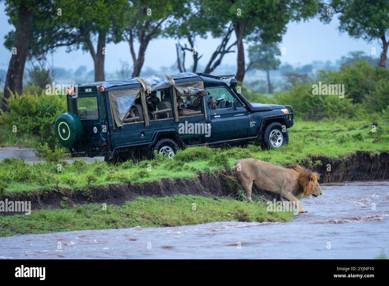 Le lion mâle entre dans la rivière près du camion safari Banque D'Images