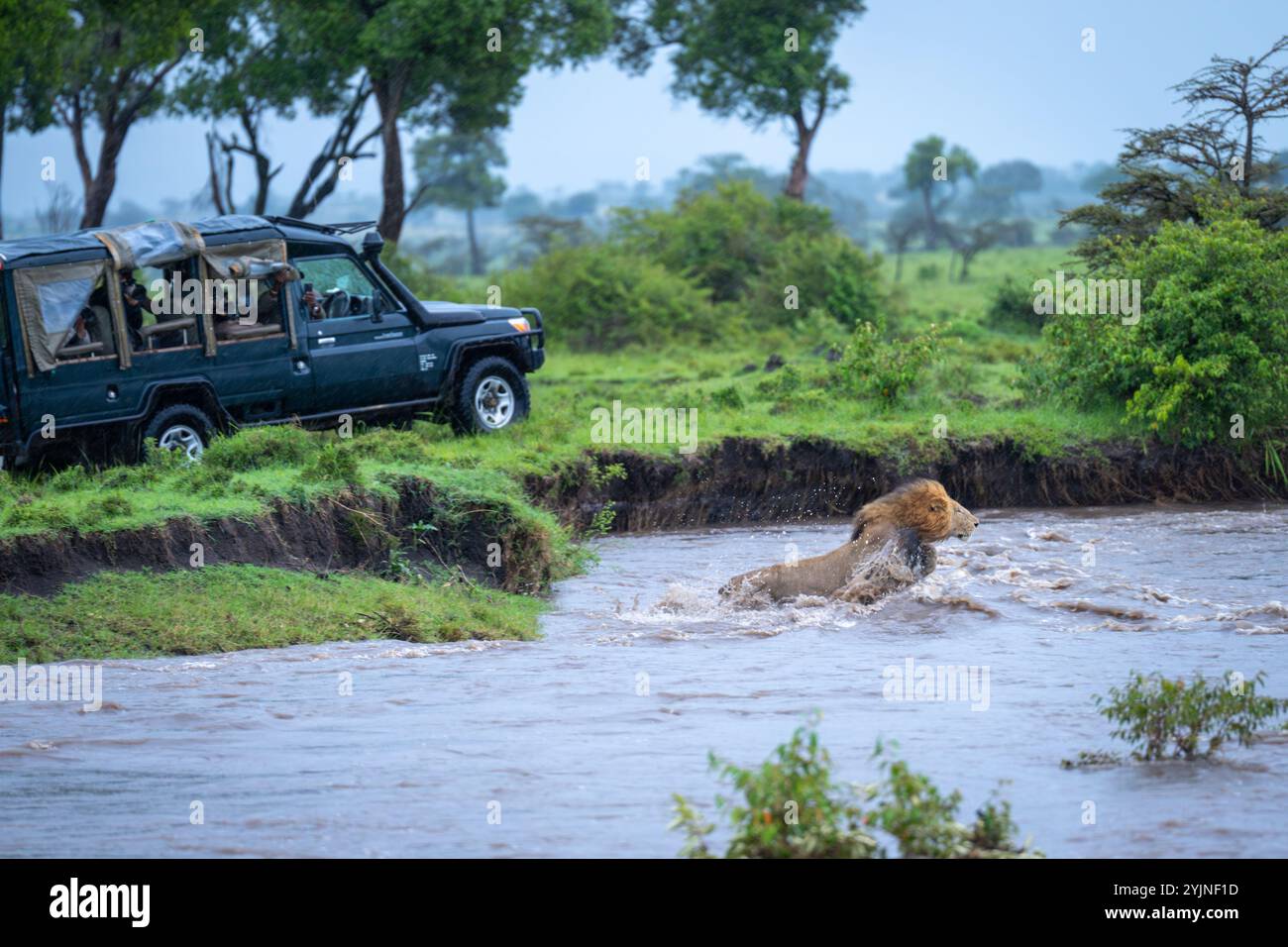 Le lion mâle saute à travers la rivière près du camion Banque D'Images