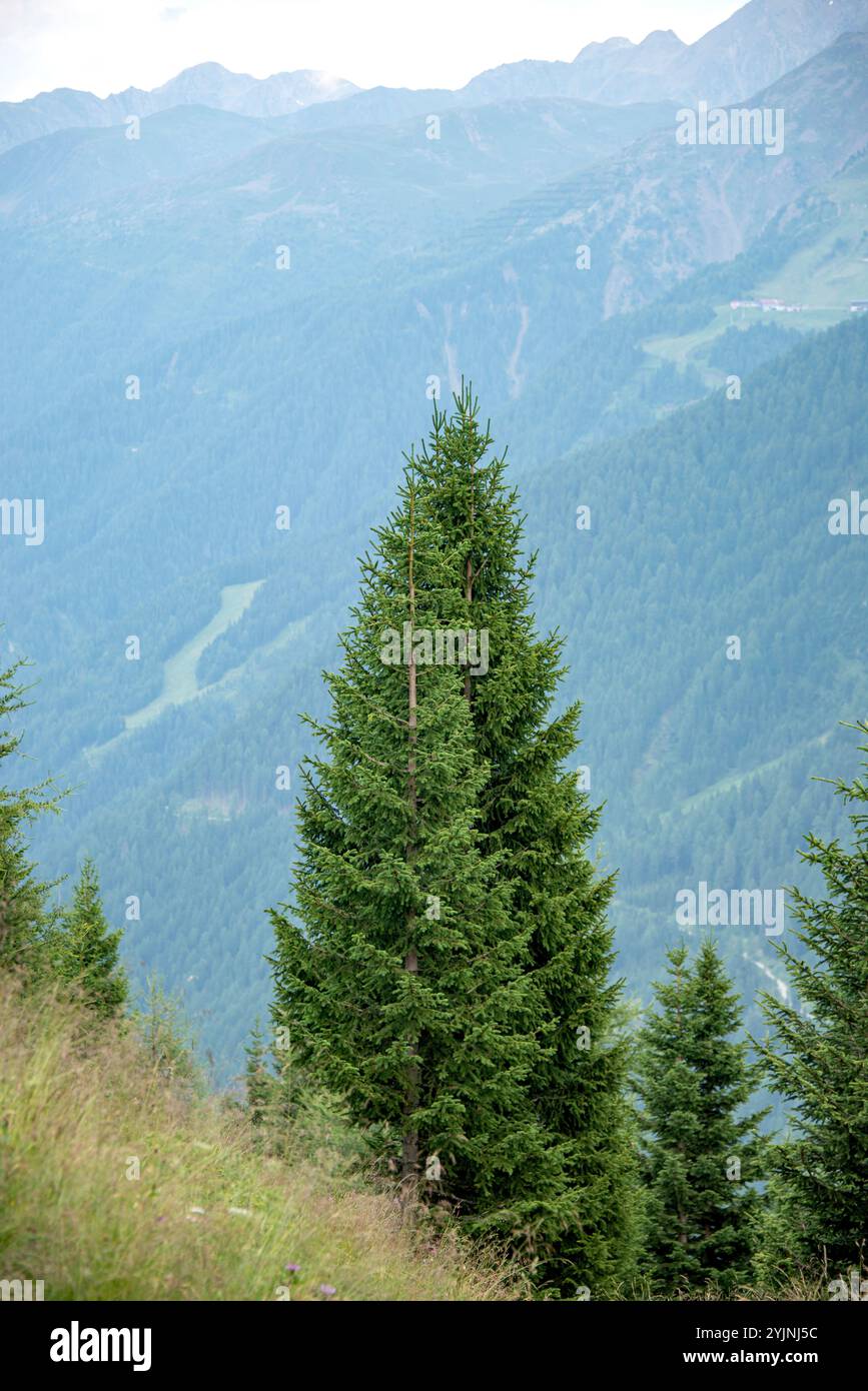 Defereggental in den Hohen Tauern, Rot-Fichte , Picea abies, Defereggental in the Hohe Tauern, Norvège épinette Banque D'Images