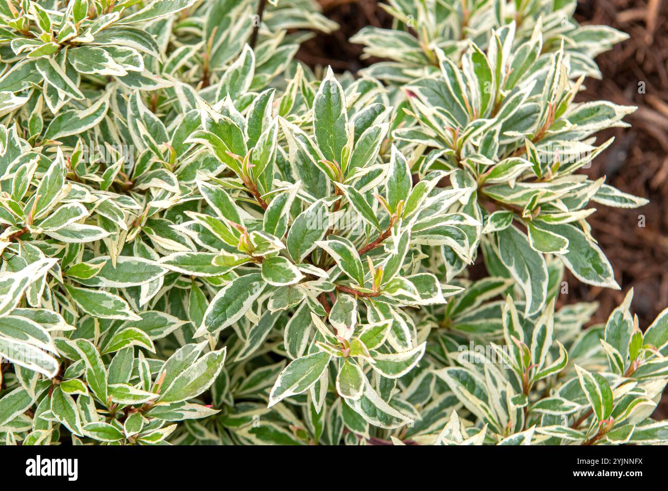 Weißbunte Japanische Azalee, Rhododendron BOLLYWOOD,, Azalée japonaise panégée blanche Banque D'Images