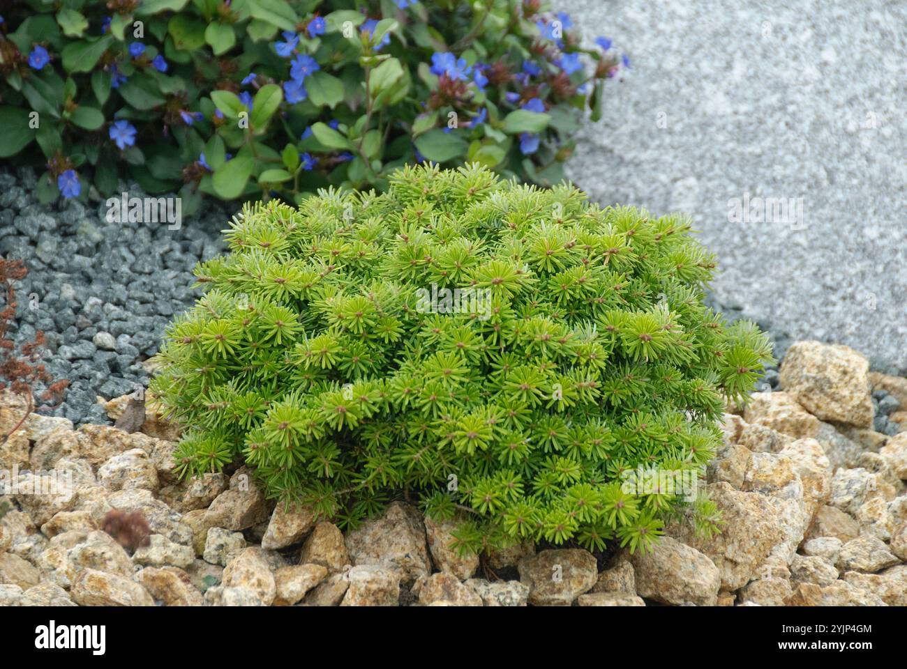 Zwerg-Koreatanne, Abies koreana CIS, sapin de Corée nain, Abies koreana cis, sapin de Corée nain Banque D'Images