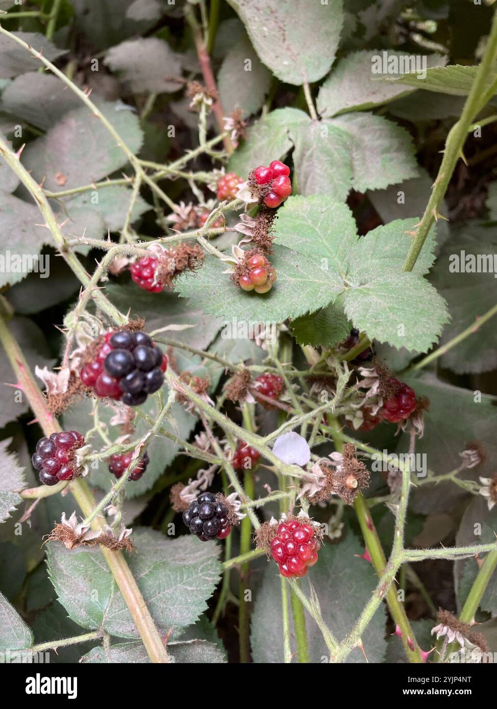 Mûre arménienne (Rubus armeniacus) Banque D'Images