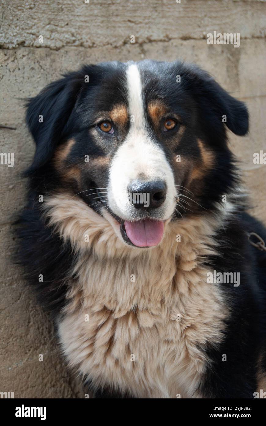 Gros plan d'un chien de berger heureux à la fourrure tricolore, mettant en valeur sa personnalité joyeuse. Banque D'Images