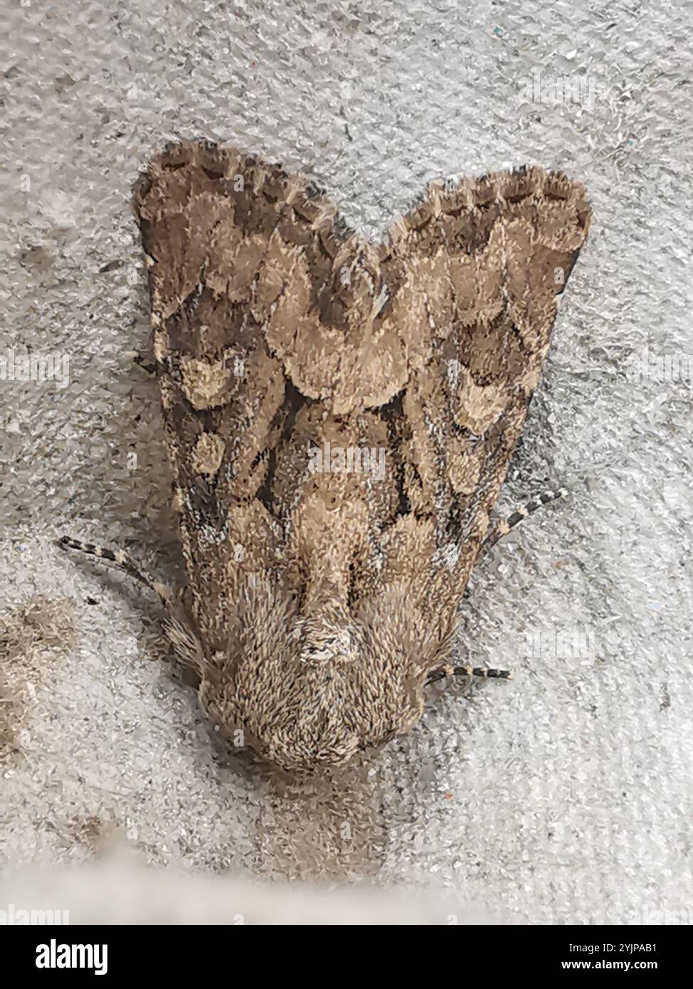 Rustique à flancs renforcés (Luperina testacea) Banque D'Images