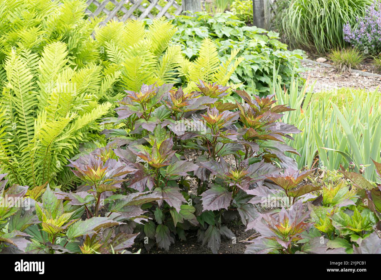 Stauden-Eibisch, Hibiscus Starry nuit étoilée, Hibiscus Herbacé, Hibiscus Starry nuit étoilée, hibiscus pérenne Banque D'Images