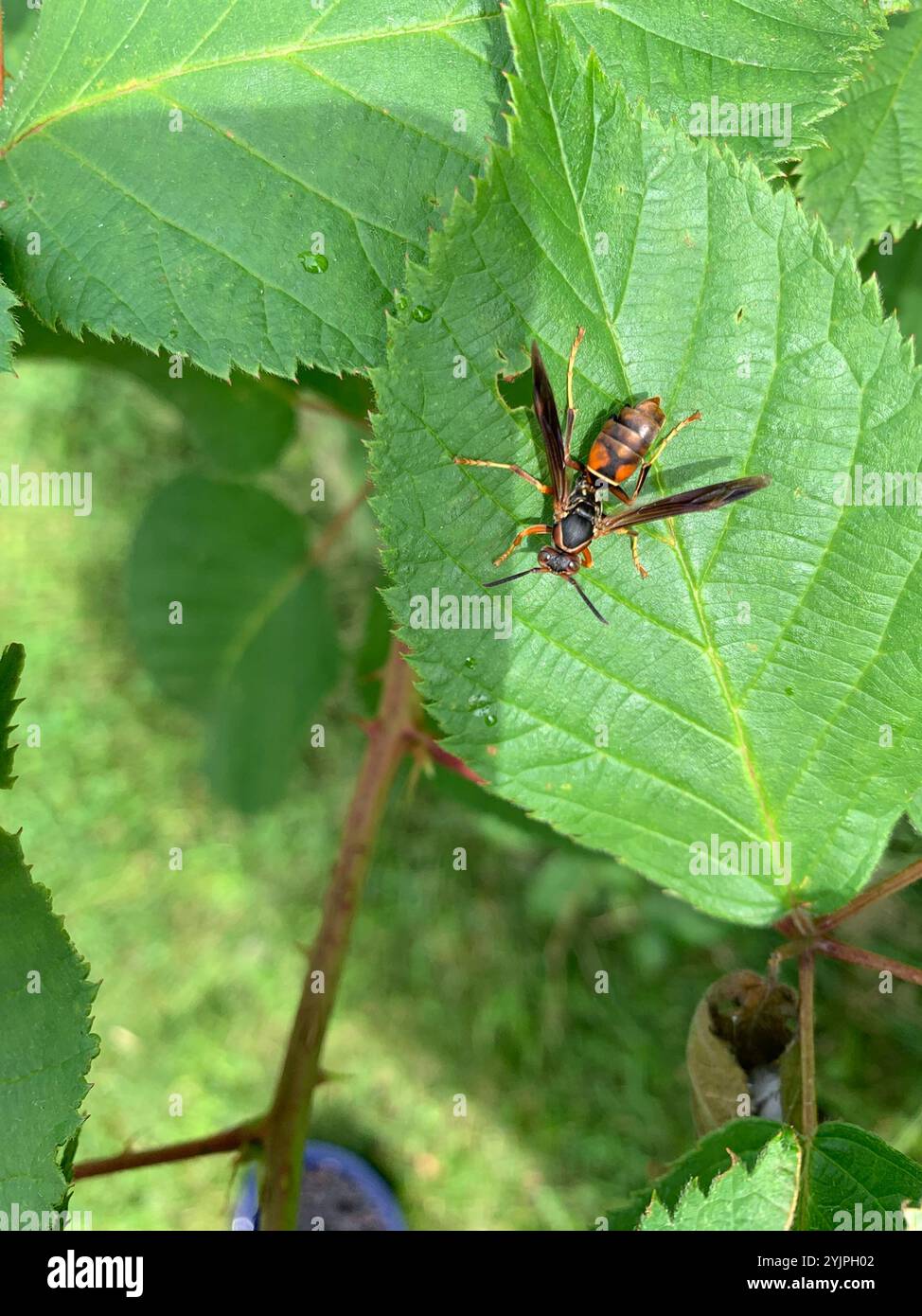 Guêpe à papier nordique (polistes fuscatus) Banque D'Images