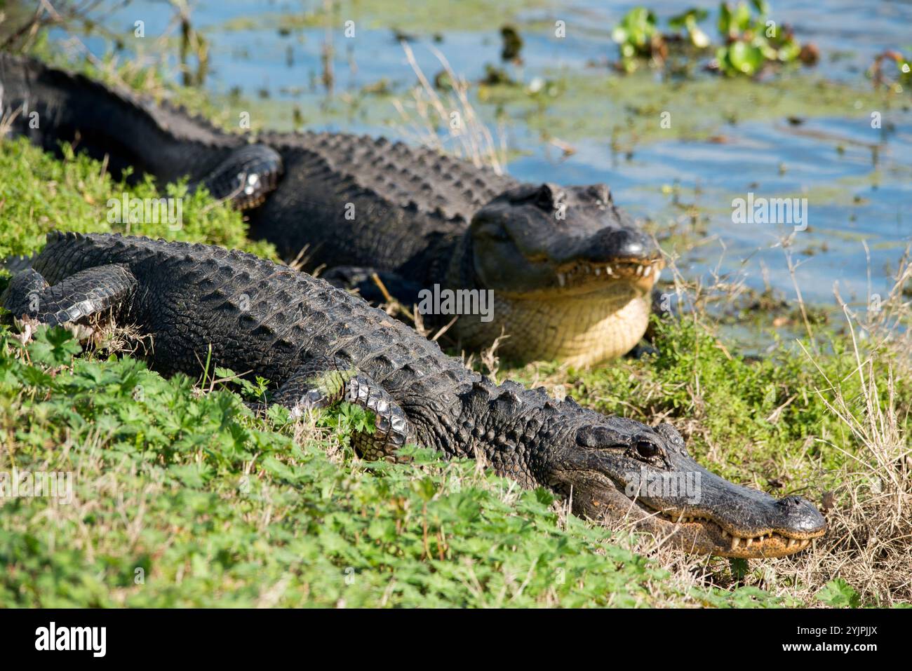 Des alligators américains au parc national de Brazos Bend, Texas Banque D'Images Des alligators américains au parc national de Brazos Bend, Texas Banque D'Images